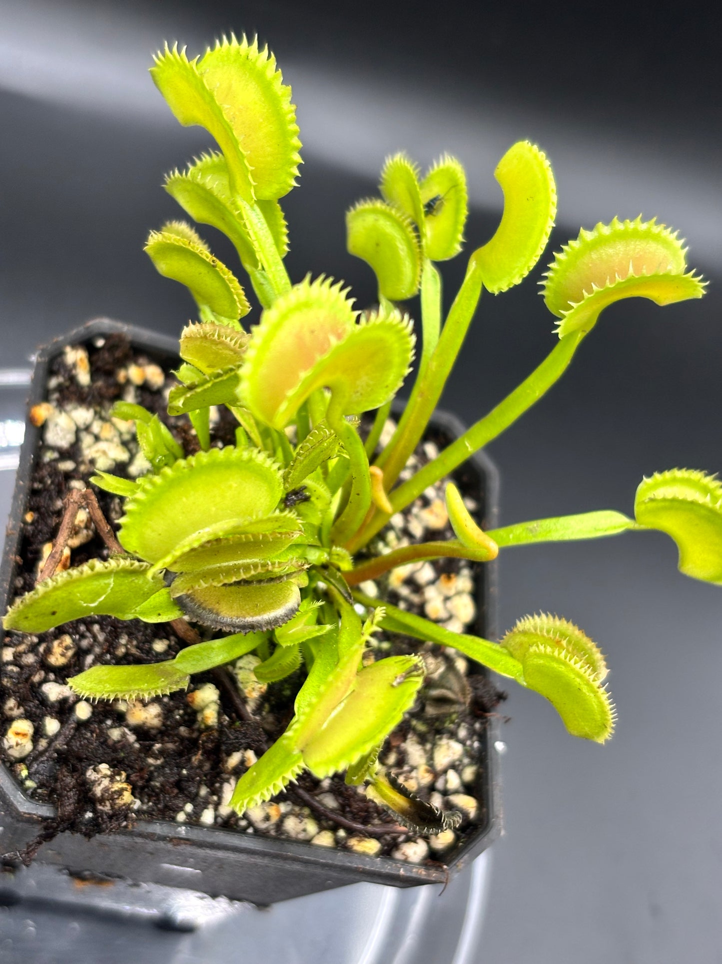 Venus Flytrap ‘Dente’ - Carnivorous Plant