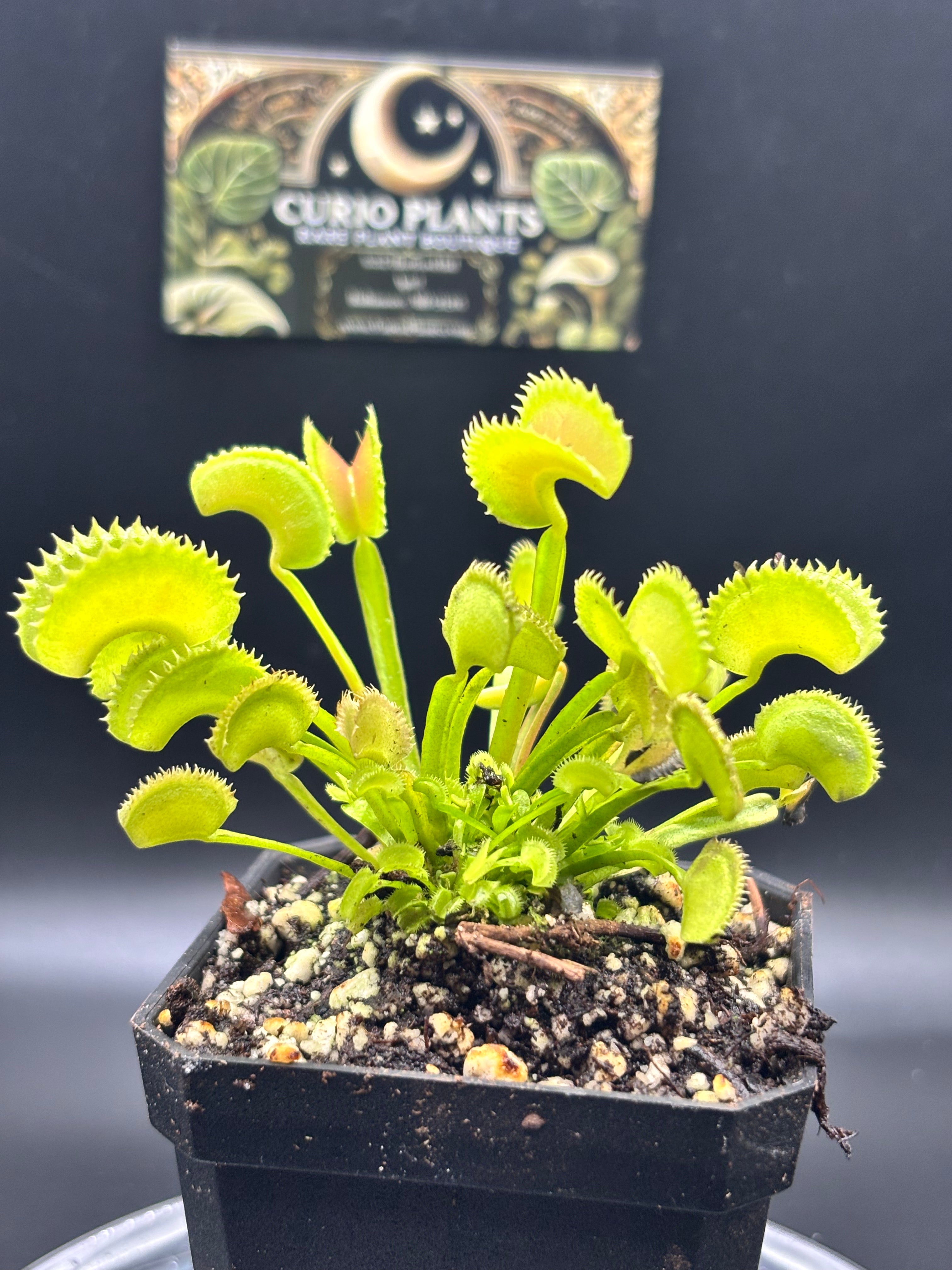 Venus Flytrap ‘Dente’ - Carnivorous Plant