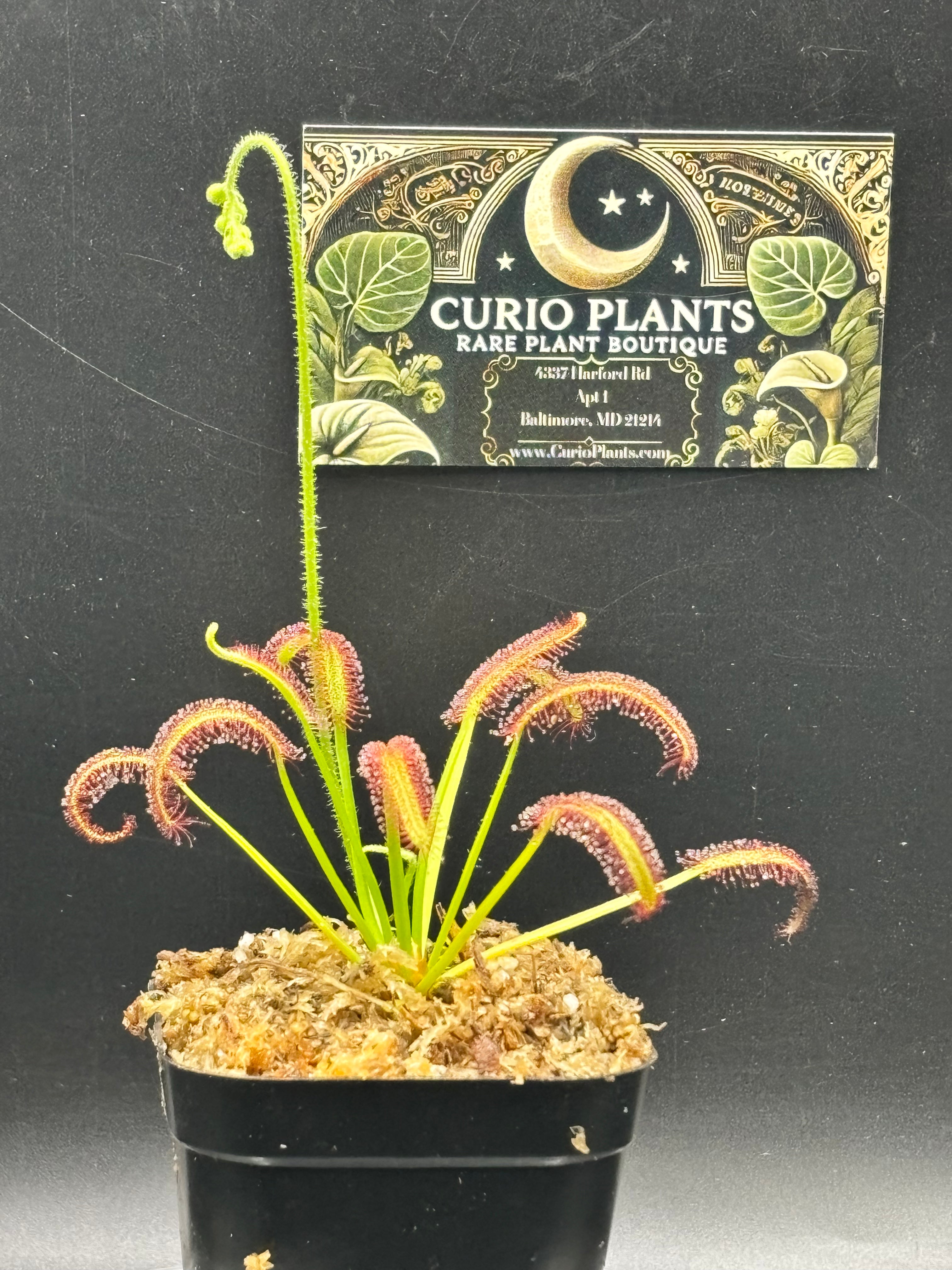 Drosera Capensis - Cape Sundew Carnivorous Plant