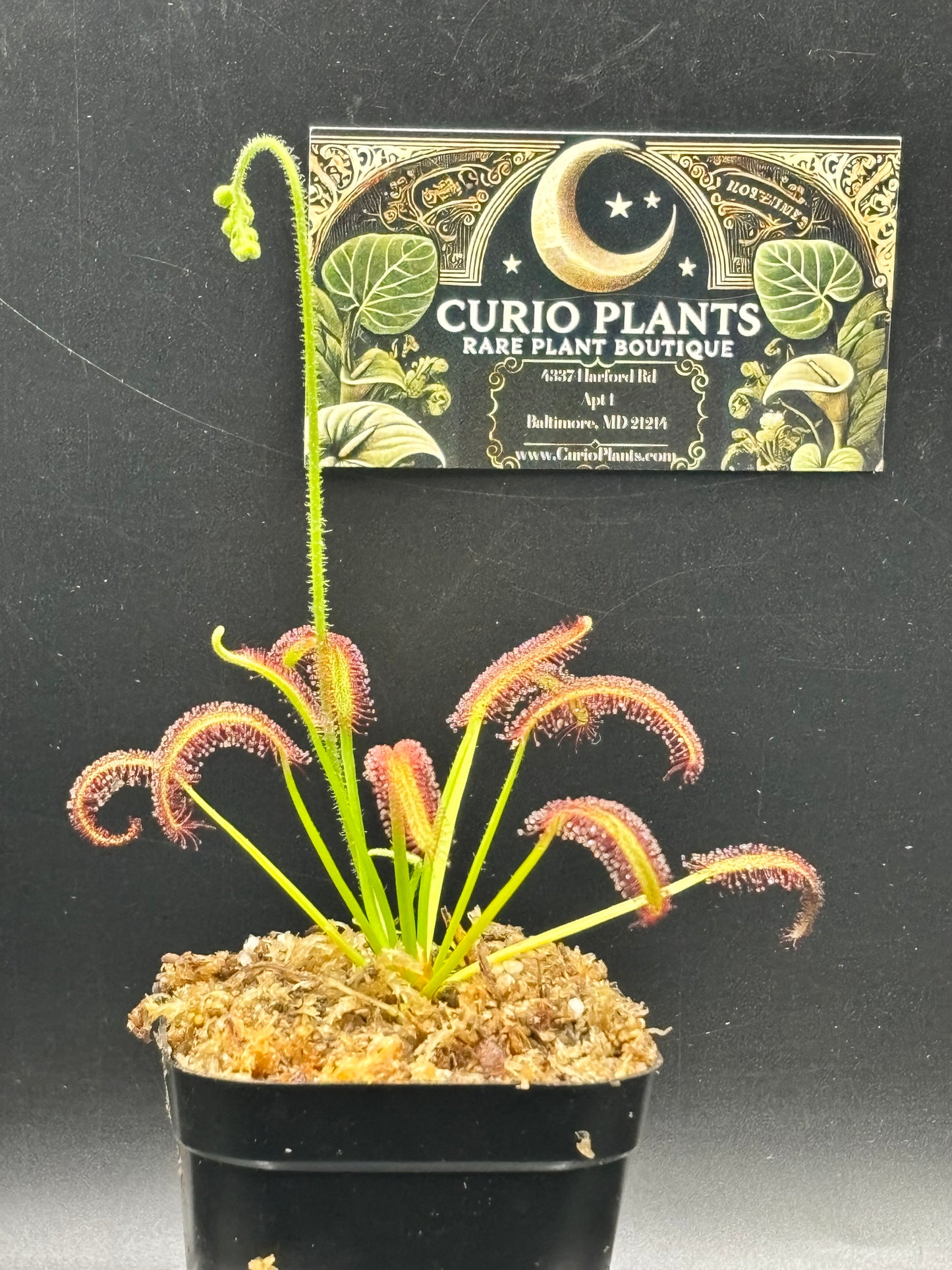 Drosera Capensis - Cape Sundew Carnivorous Plant