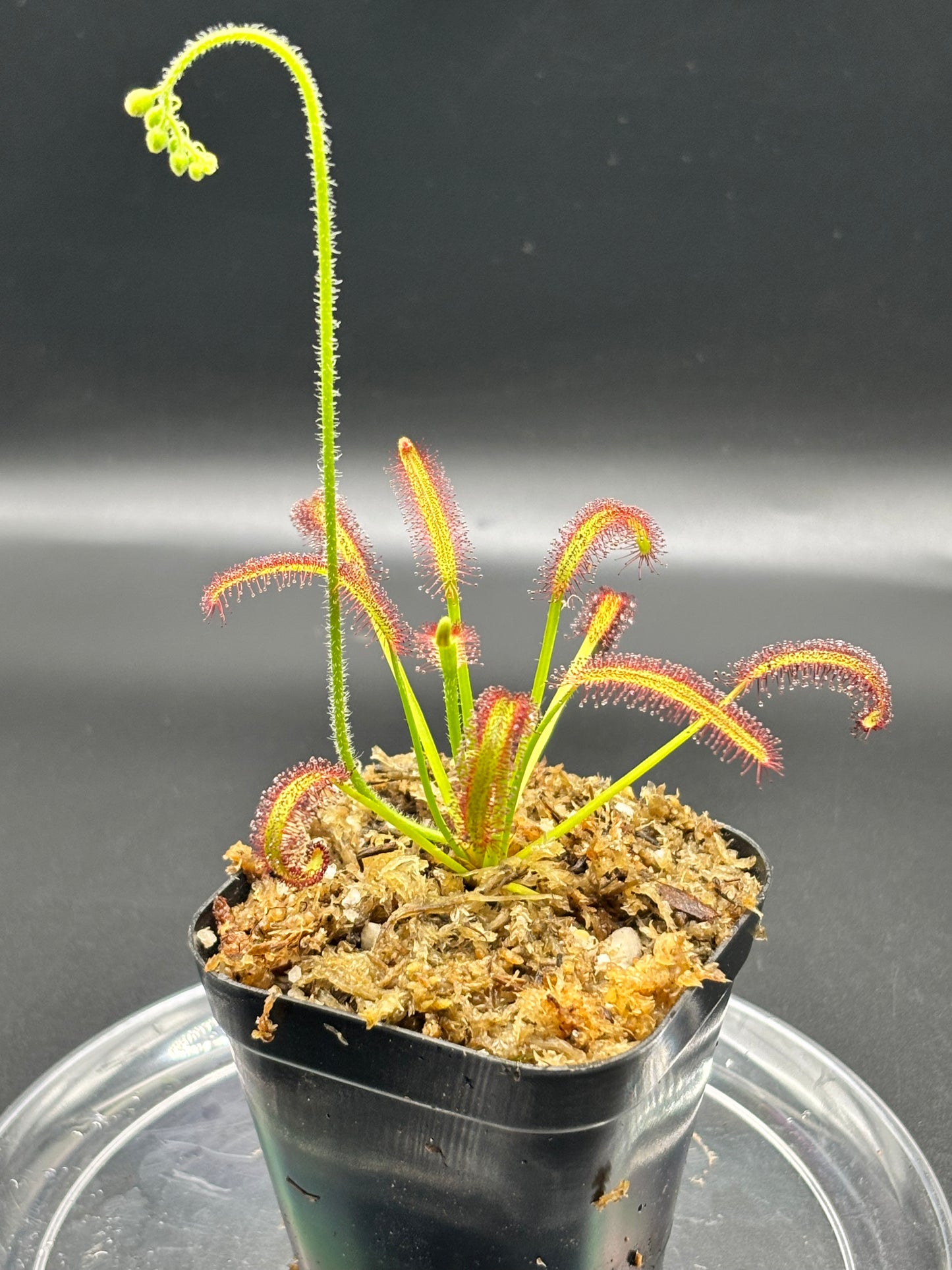 Drosera Capensis - Cape Sundew Carnivorous Plant