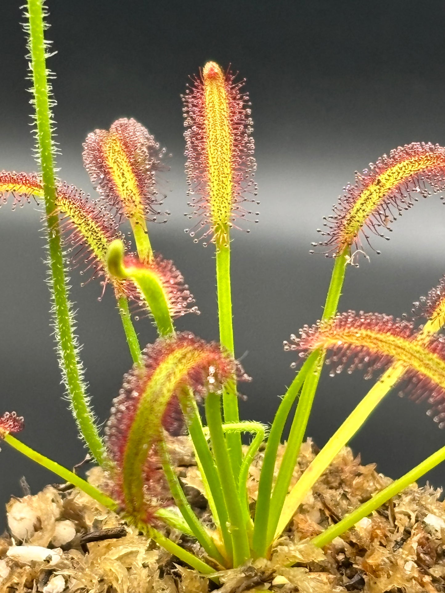 Drosera Capensis - Cape Sundew Carnivorous Plant