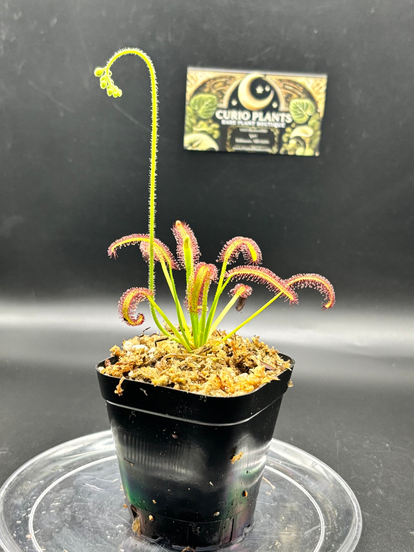 Drosera Capensis - Cape Sundew Carnivorous Plant