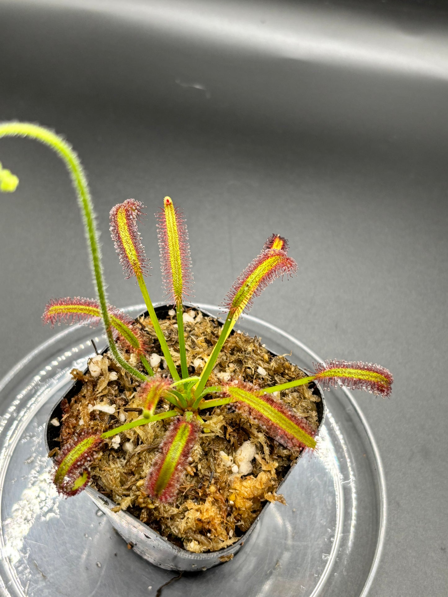 Drosera Capensis - Cape Sundew Carnivorous Plant