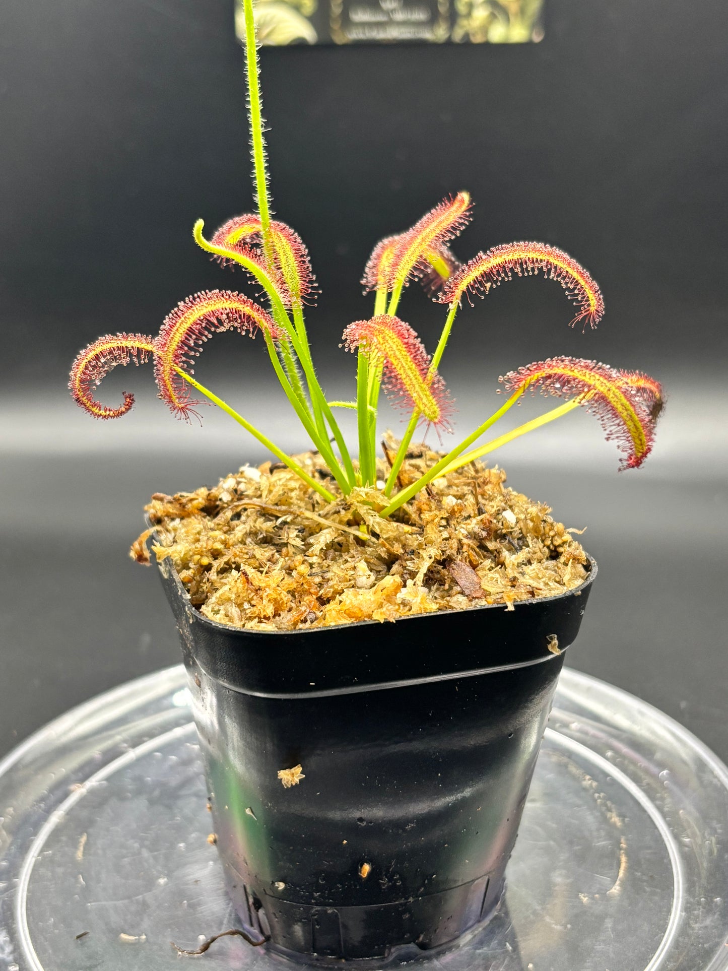 Drosera Capensis - Cape Sundew Carnivorous Plant