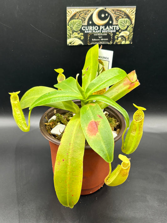 Nepenthes Sanguinea - Carnivorous Plant