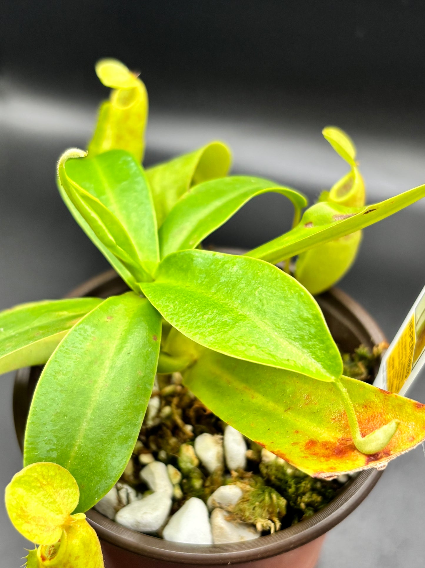 Nepenthes Sanguinea - Carnivorous Plant