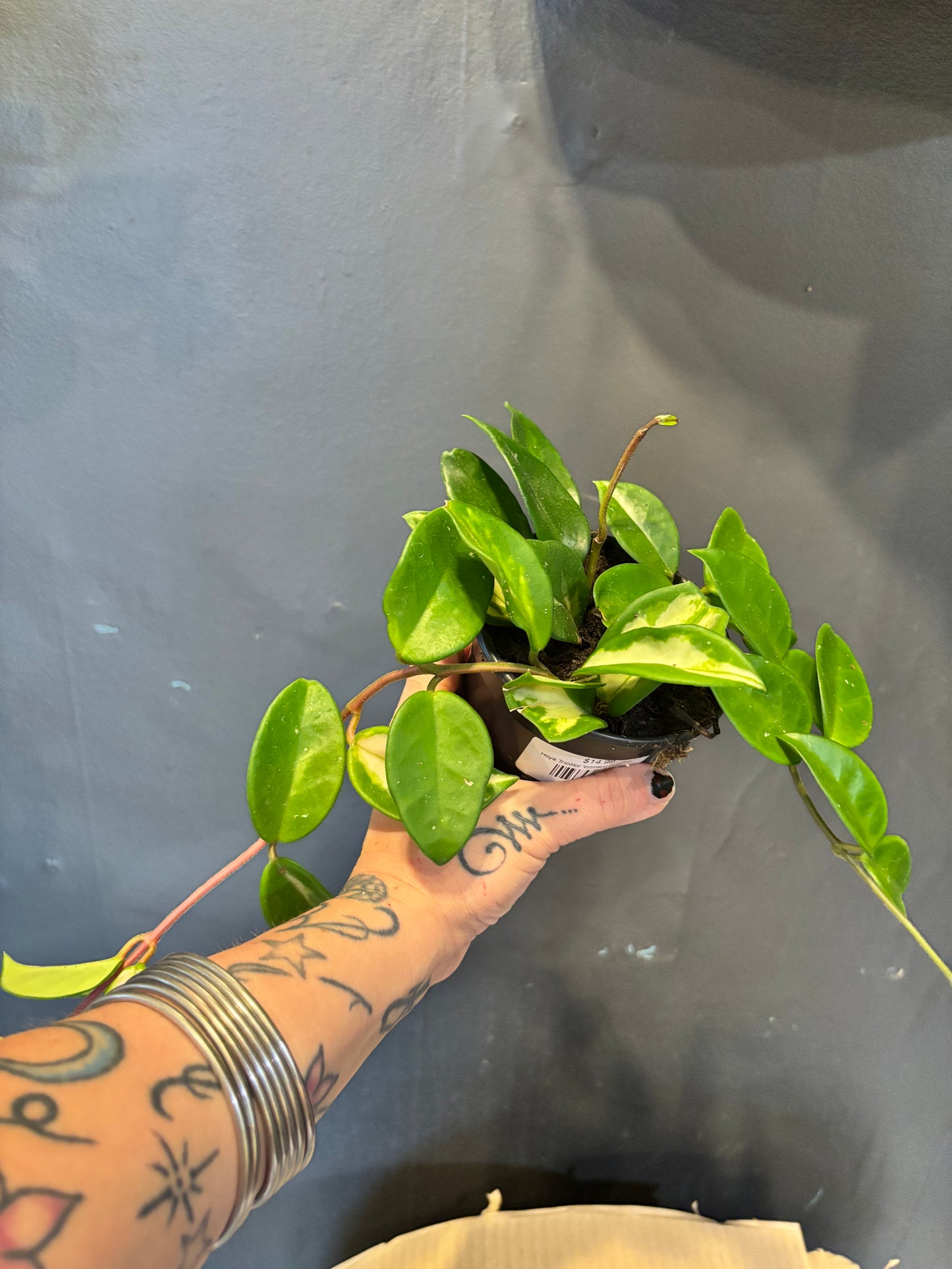 Hoya Tricolor ‘crimson princess’