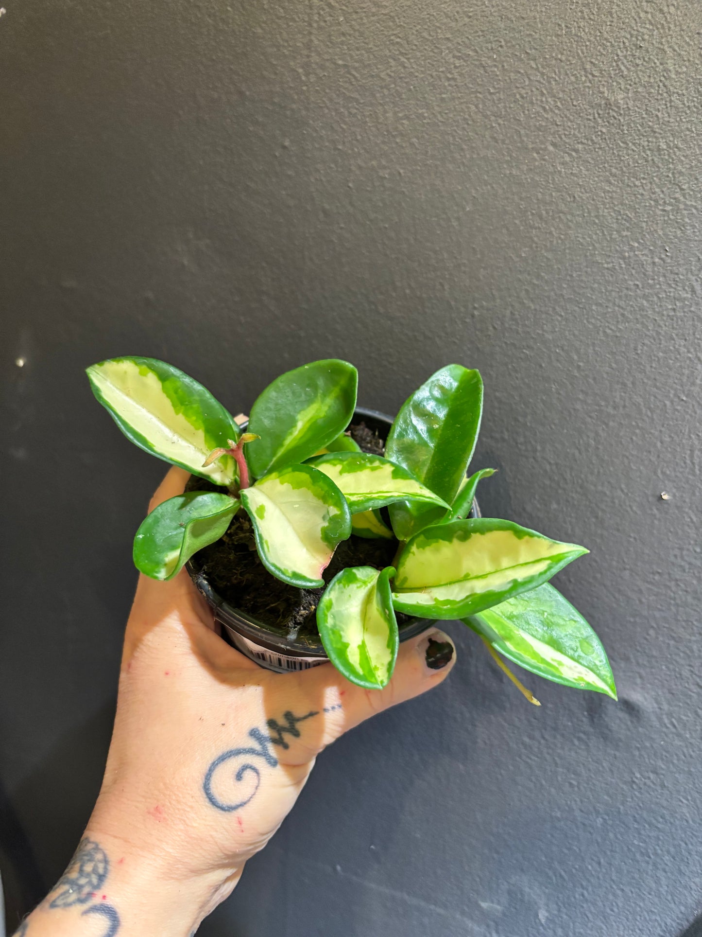 Hoya Tricolor ‘crimson princess’