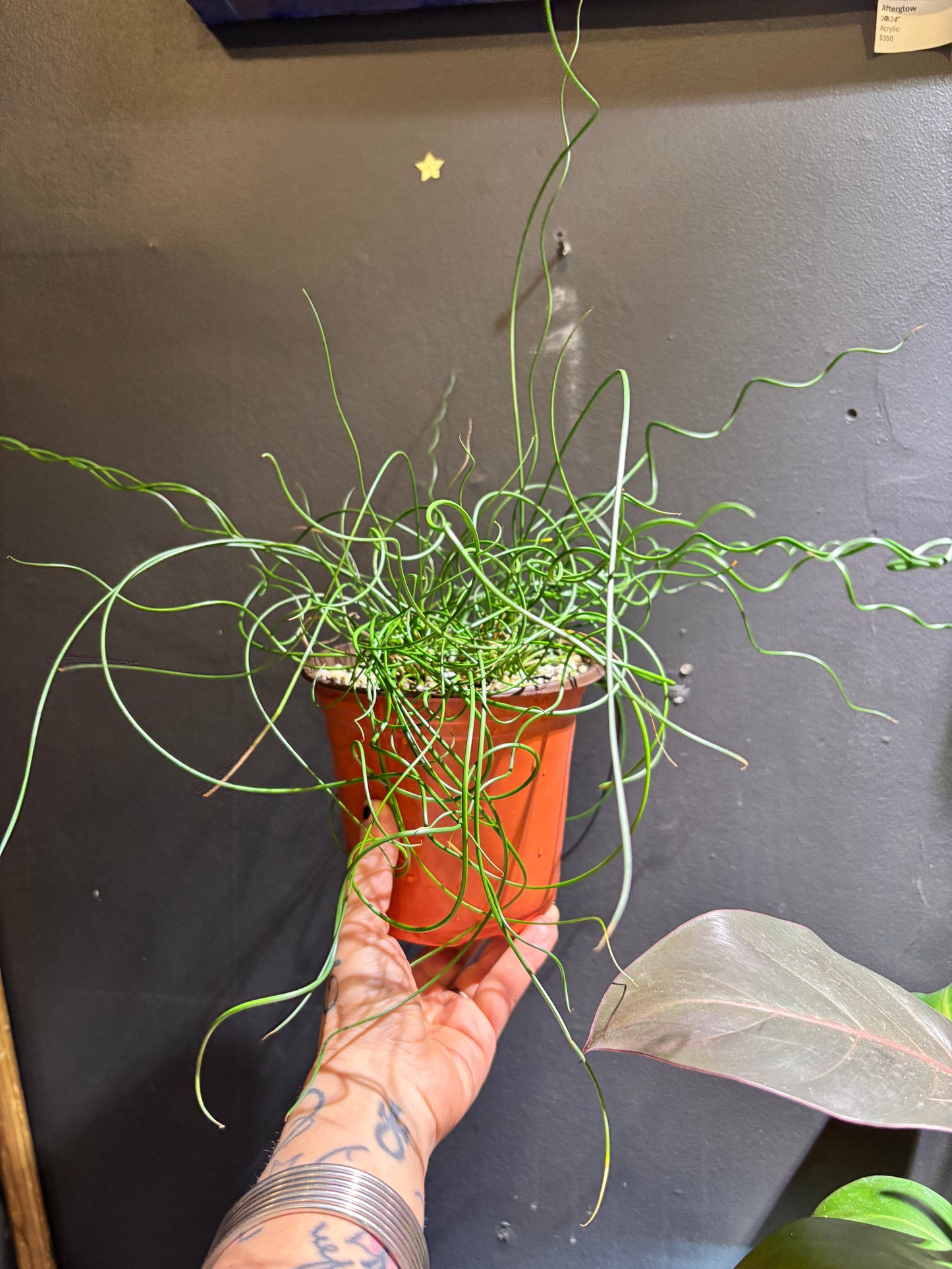 Juncus Spiralis ‘Corkscrew Rush’