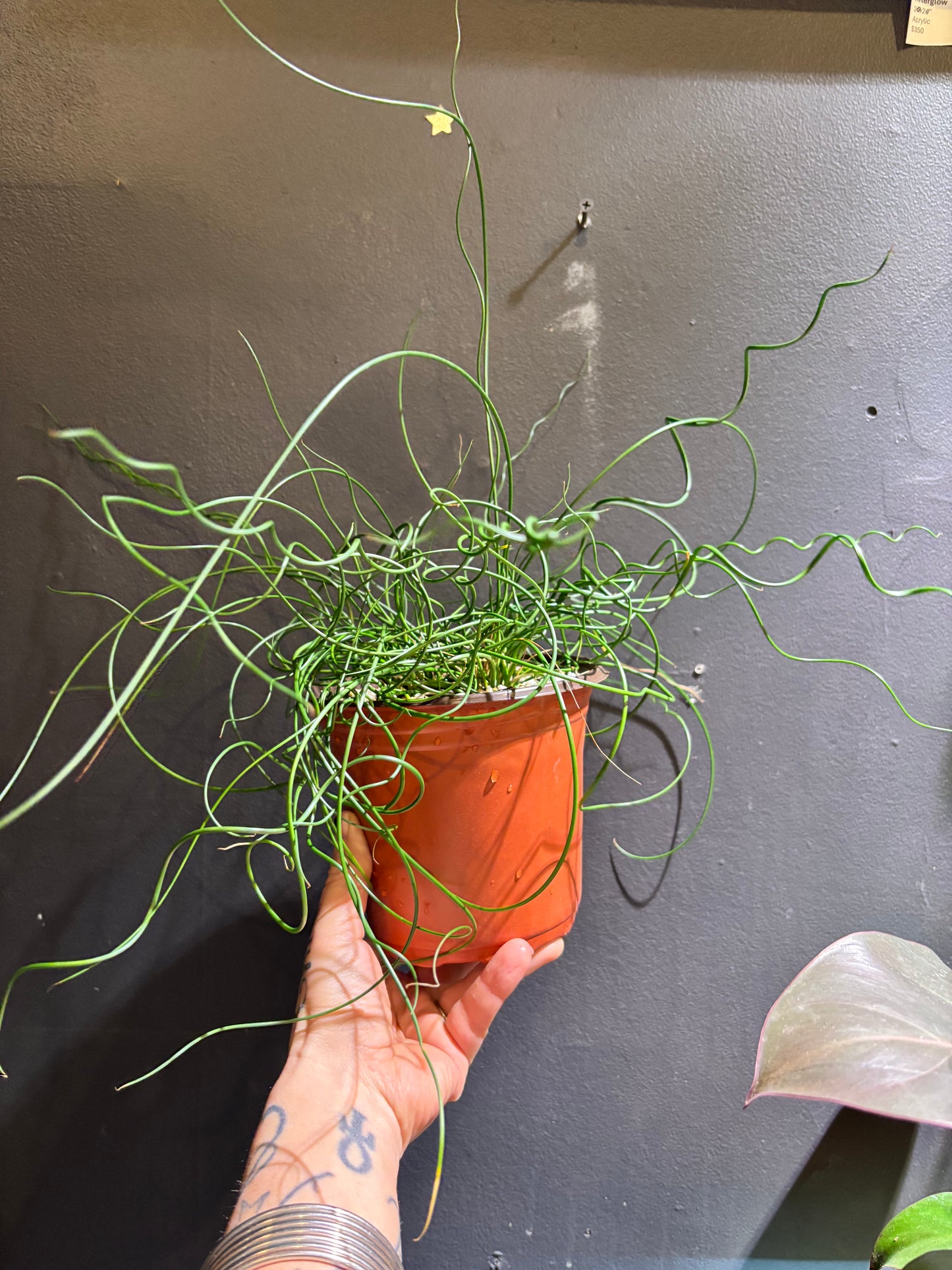 Juncus Spiralis ‘Corkscrew Rush’