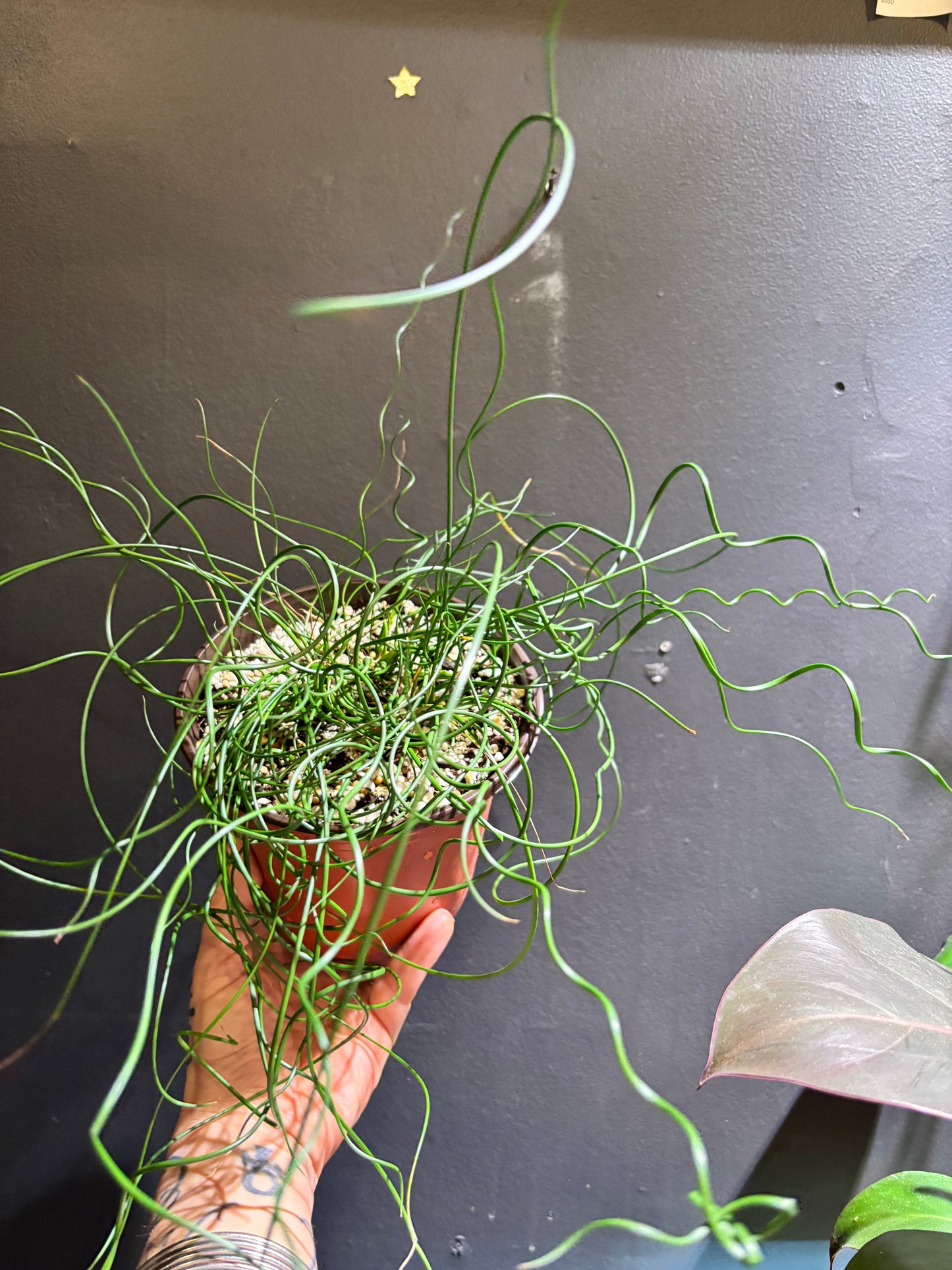 Juncus Spiralis ‘Corkscrew Rush’