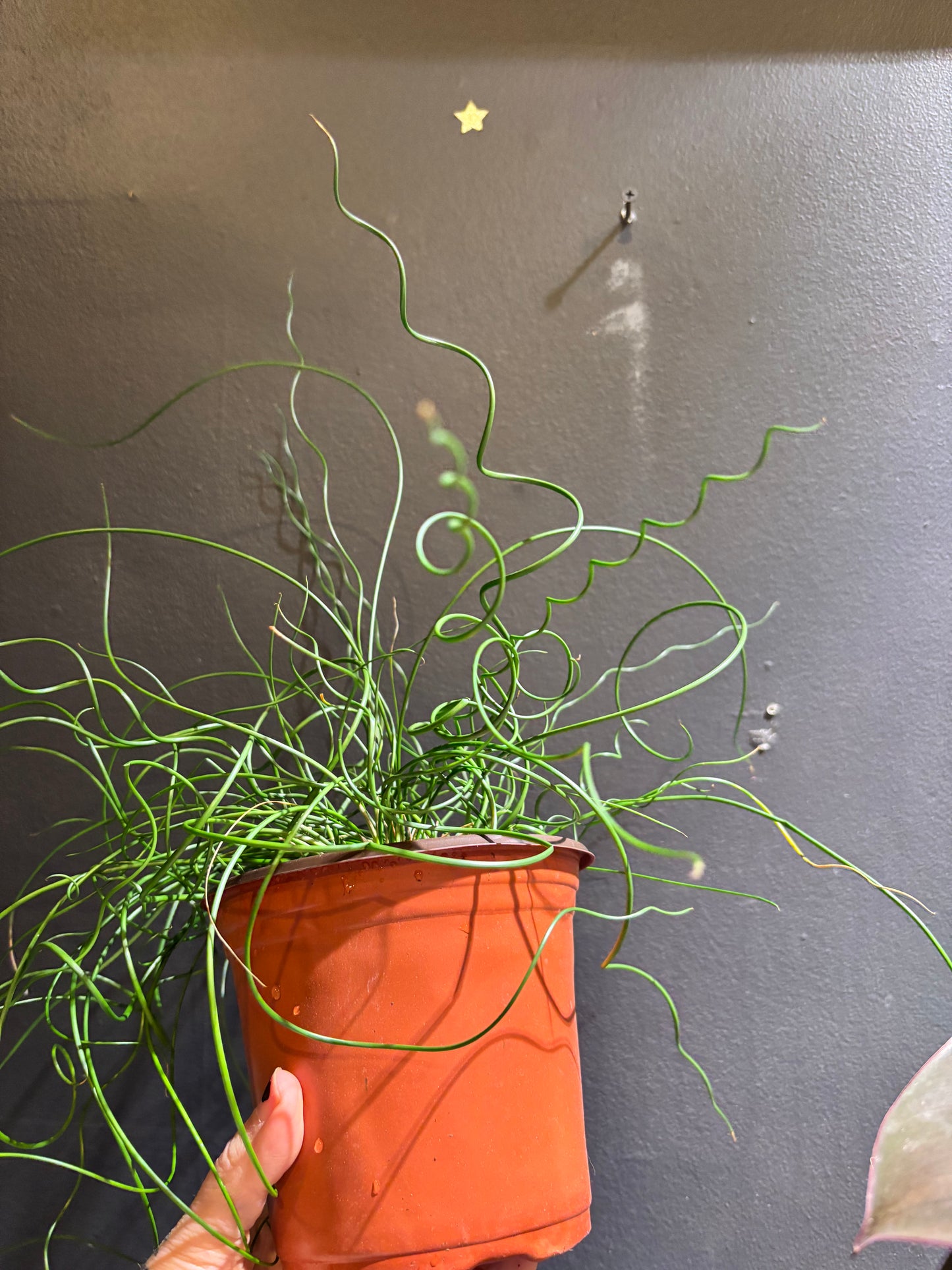 Juncus Spiralis ‘Corkscrew Rush’