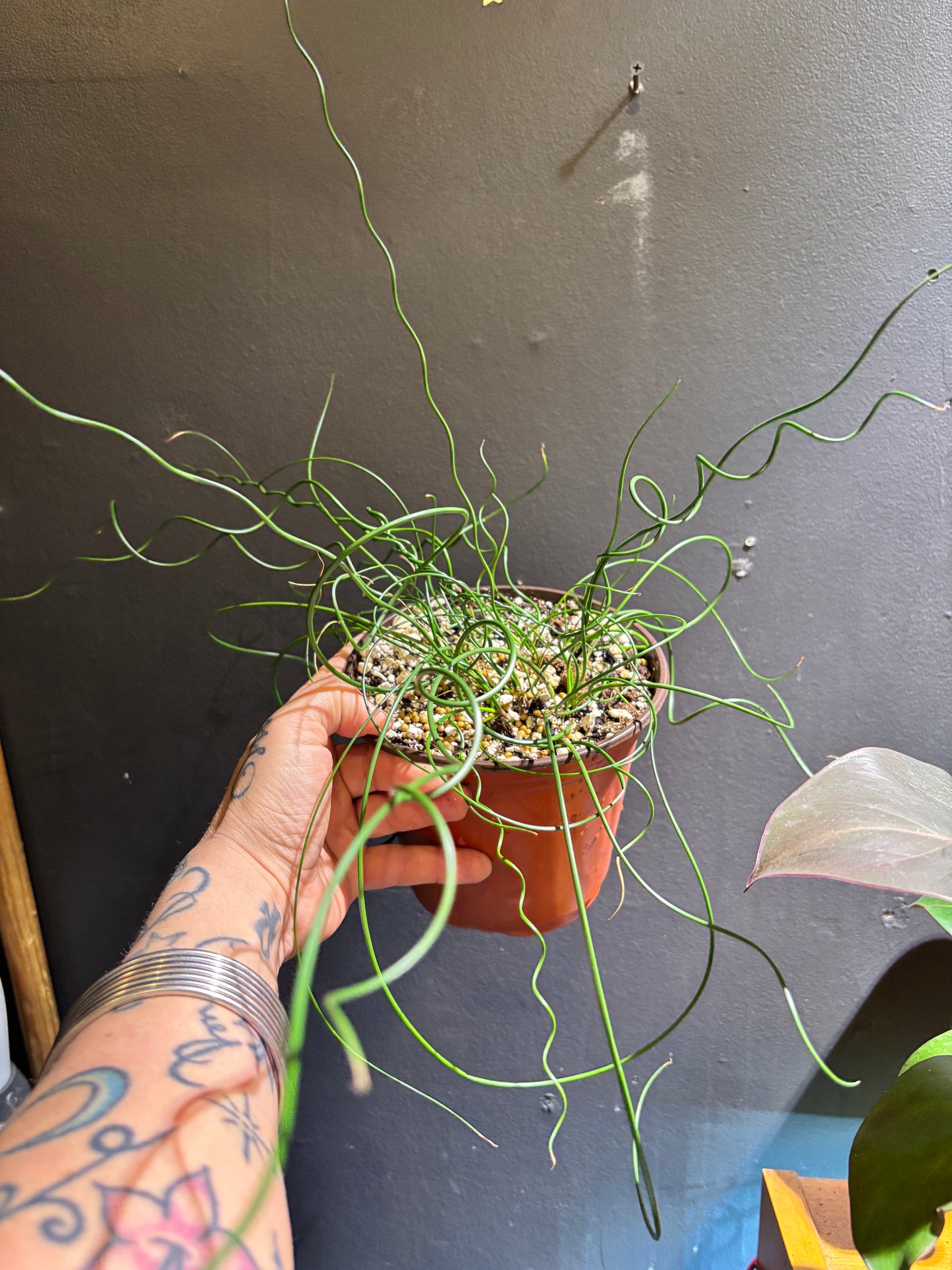 Juncus Spiralis ‘Corkscrew Rush’