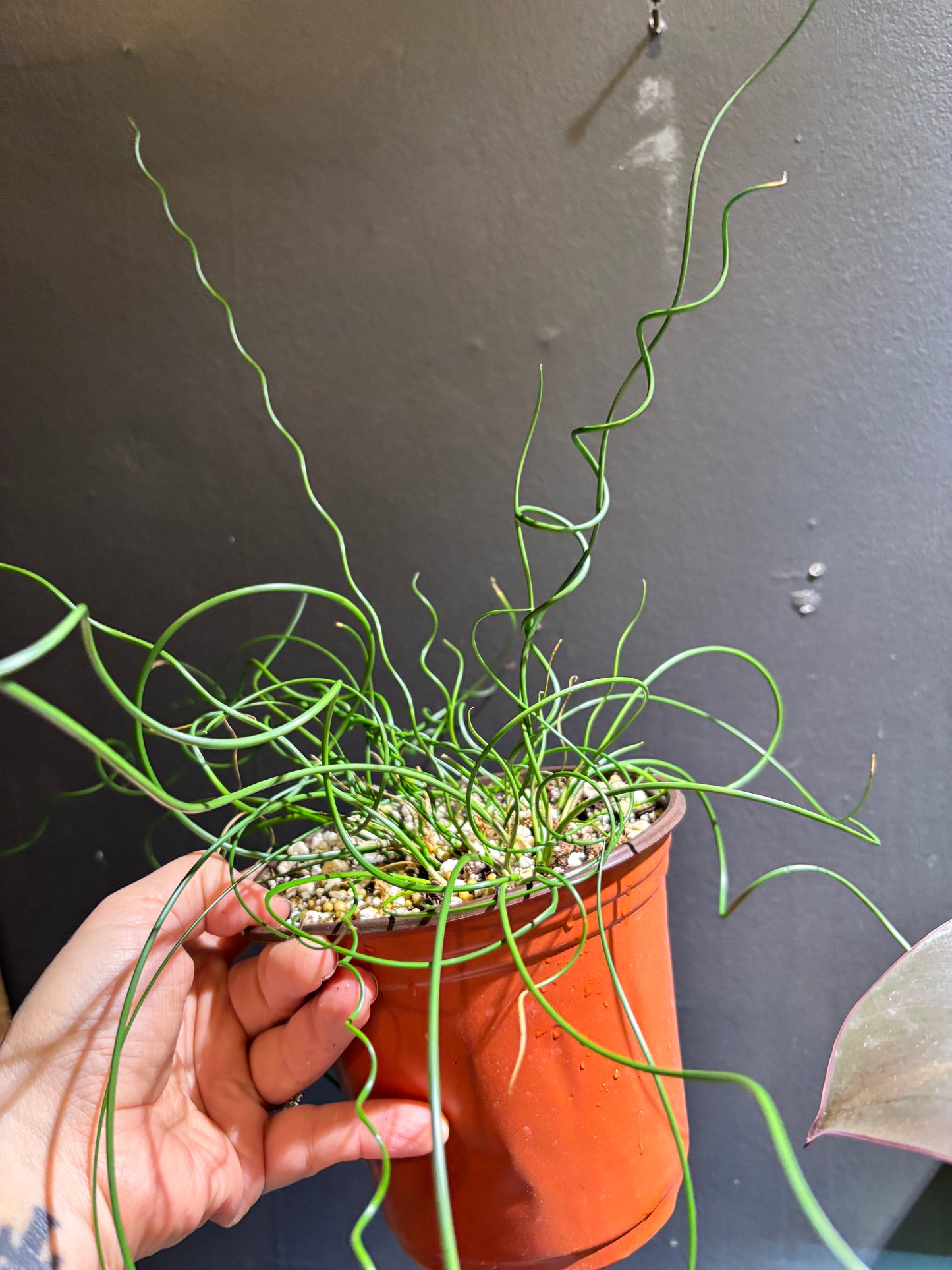 Juncus Spiralis ‘Corkscrew Rush’