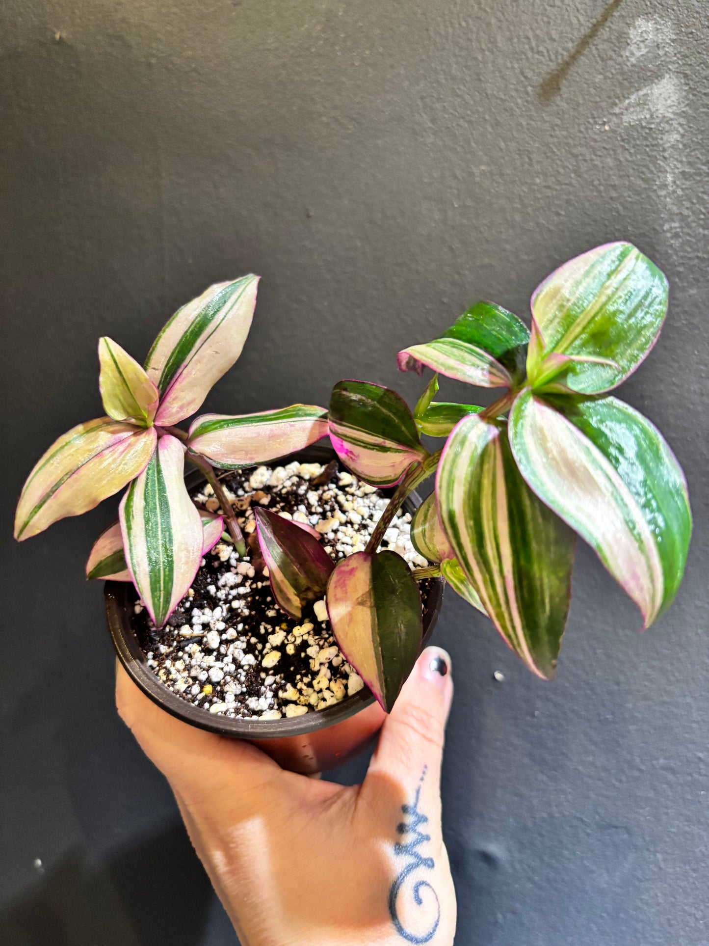 Tradescantia mundula variegata 'Tricolor’