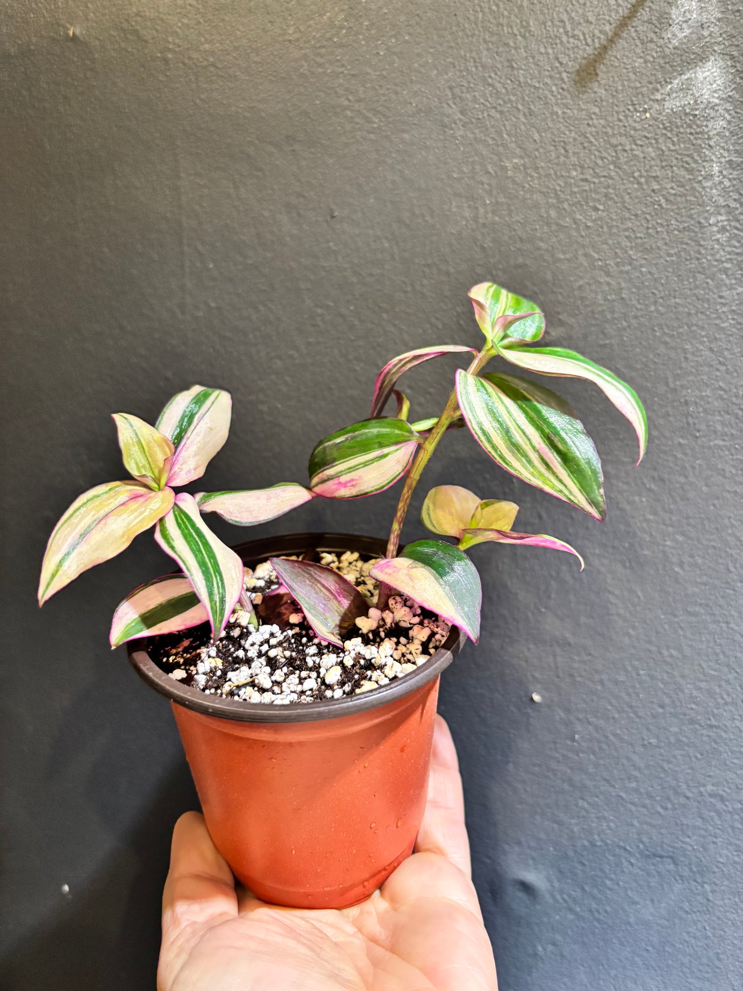 Tradescantia mundula variegata 'Tricolor’