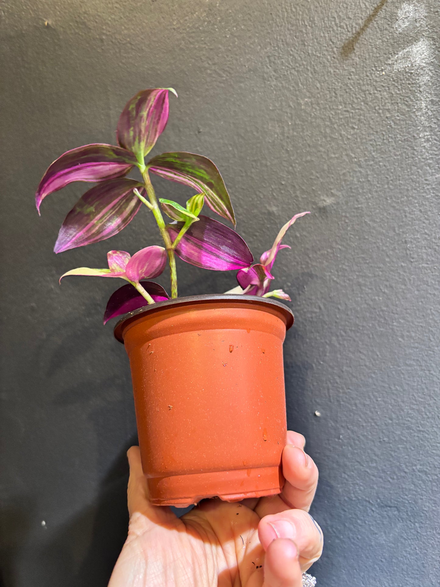 Tradescantia mundula variegata 'Tricolor’