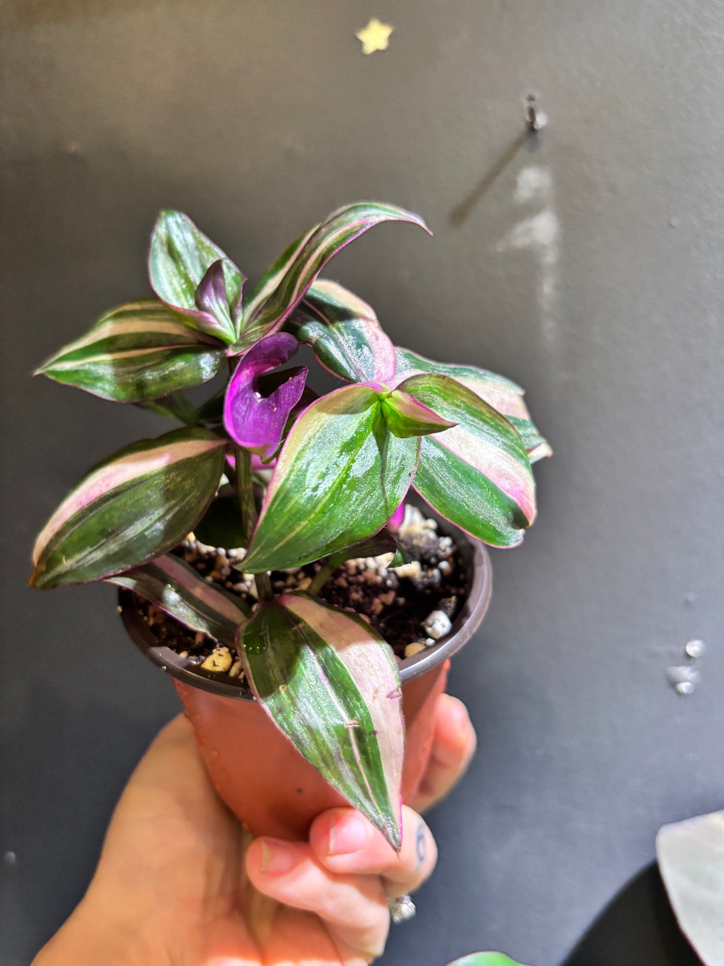 Tradescantia mundula variegata 'Tricolor’