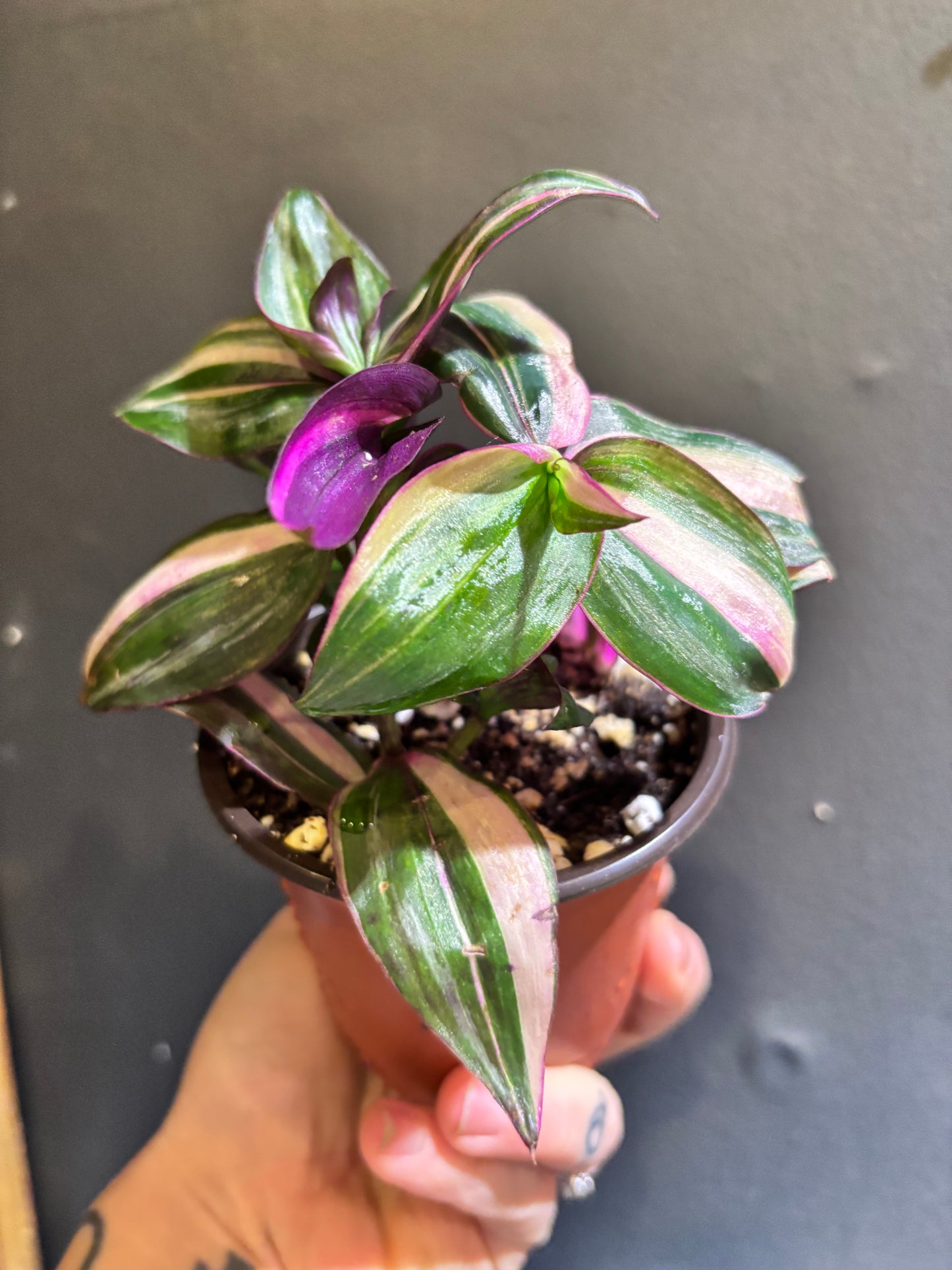 Tradescantia mundula variegata 'Tricolor’