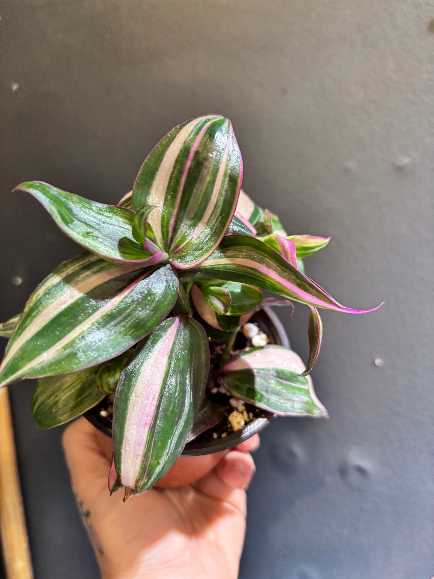 Tradescantia mundula variegata 'Tricolor’