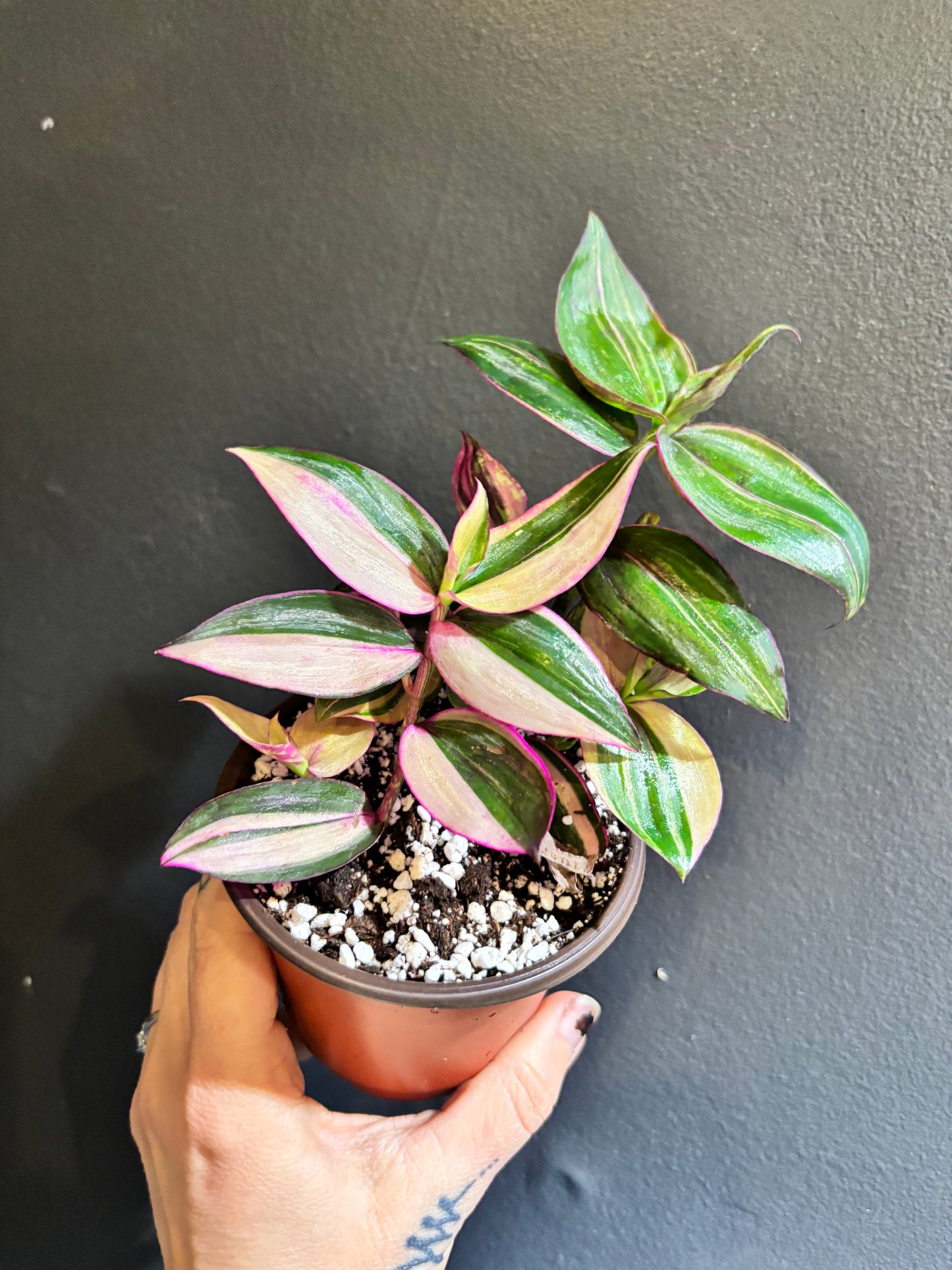 Tradescantia mundula variegata 'Tricolor’