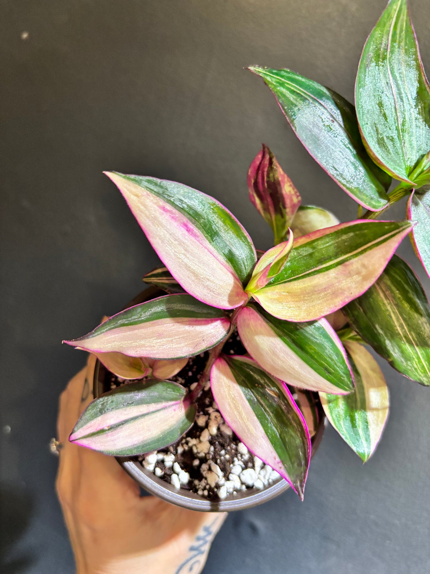 Tradescantia mundula variegata 'Tricolor’