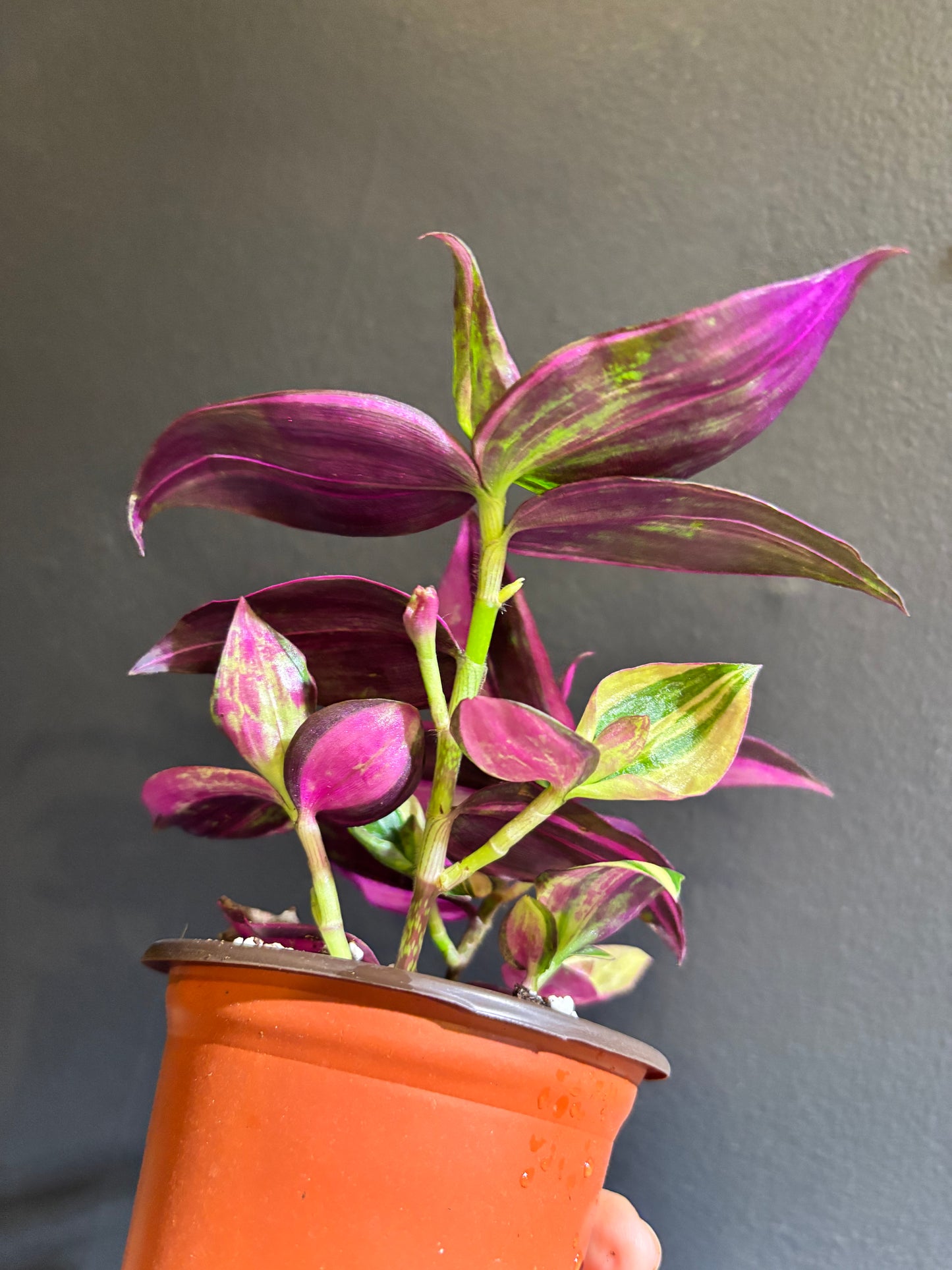 Tradescantia mundula variegata 'Tricolor’