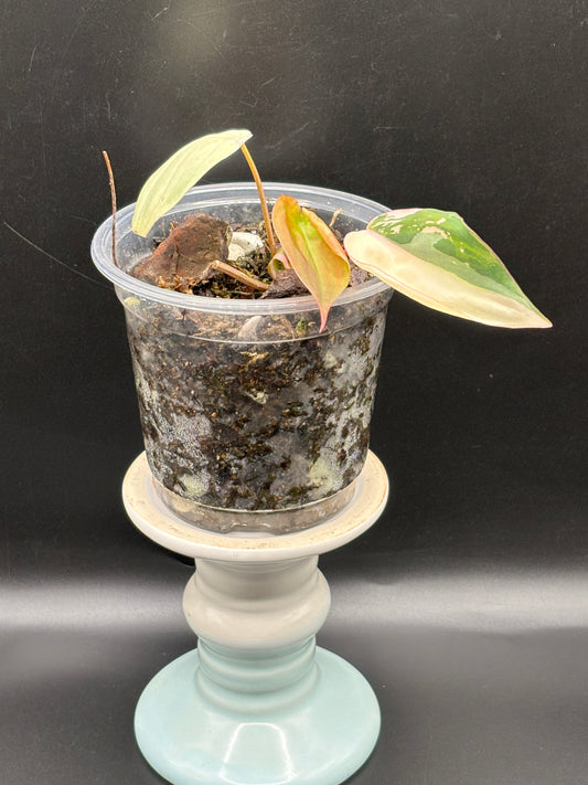 Pink Variegated Micans - Philodendron Hederaceum var. Micans Albo