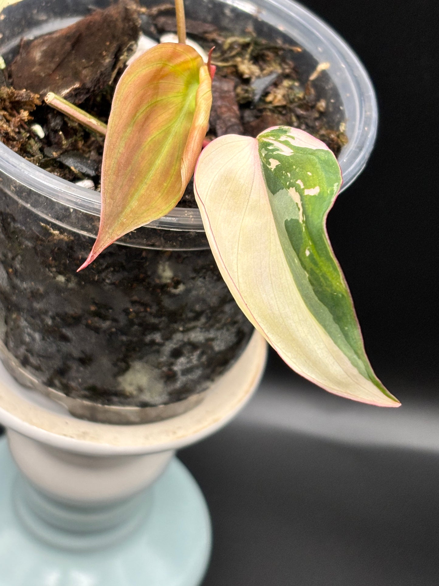 Pink Variegated Micans - Philodendron Hederaceum var. Micans Albo