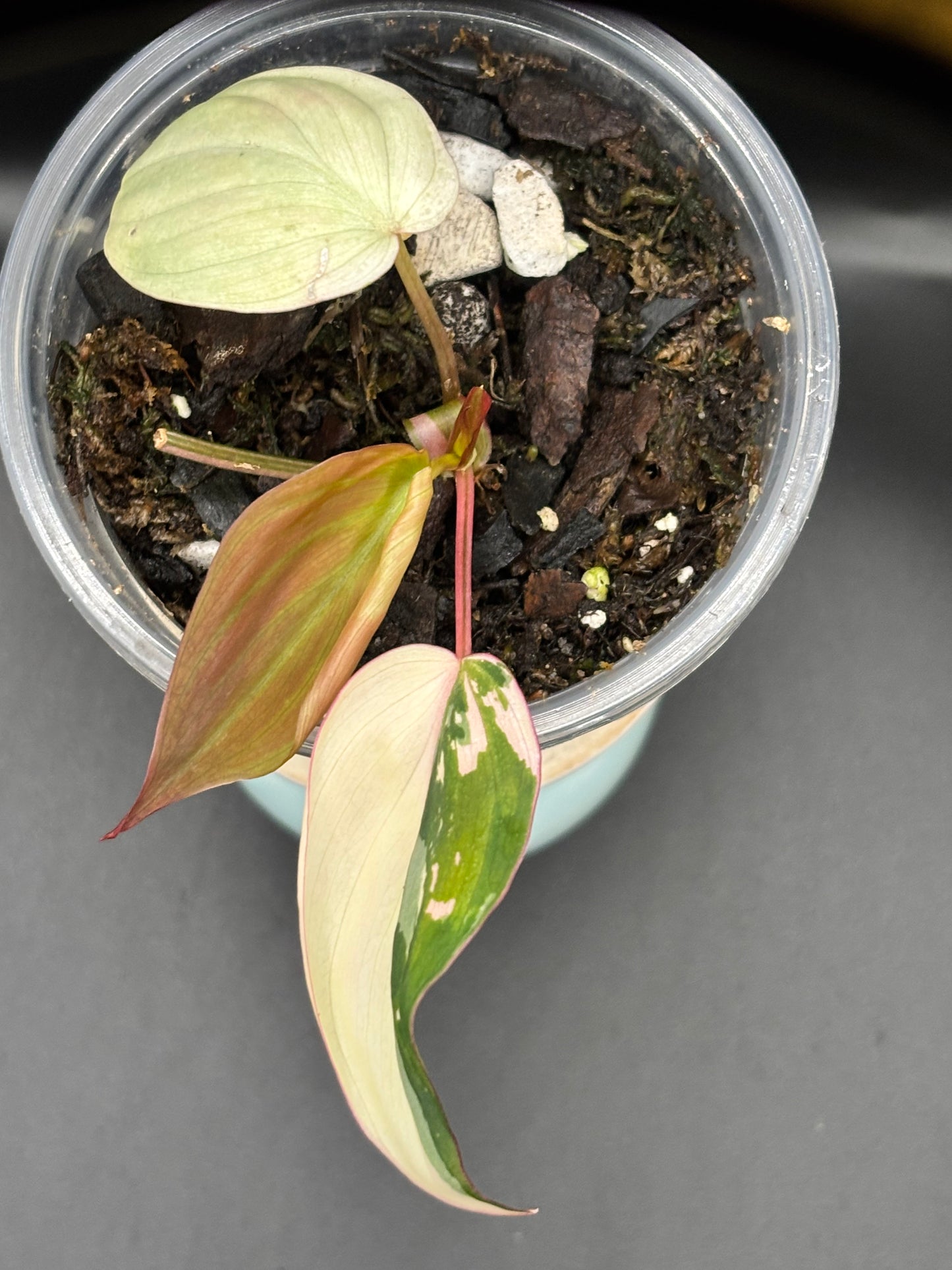 Pink Variegated Micans - Philodendron Hederaceum var. Micans Albo