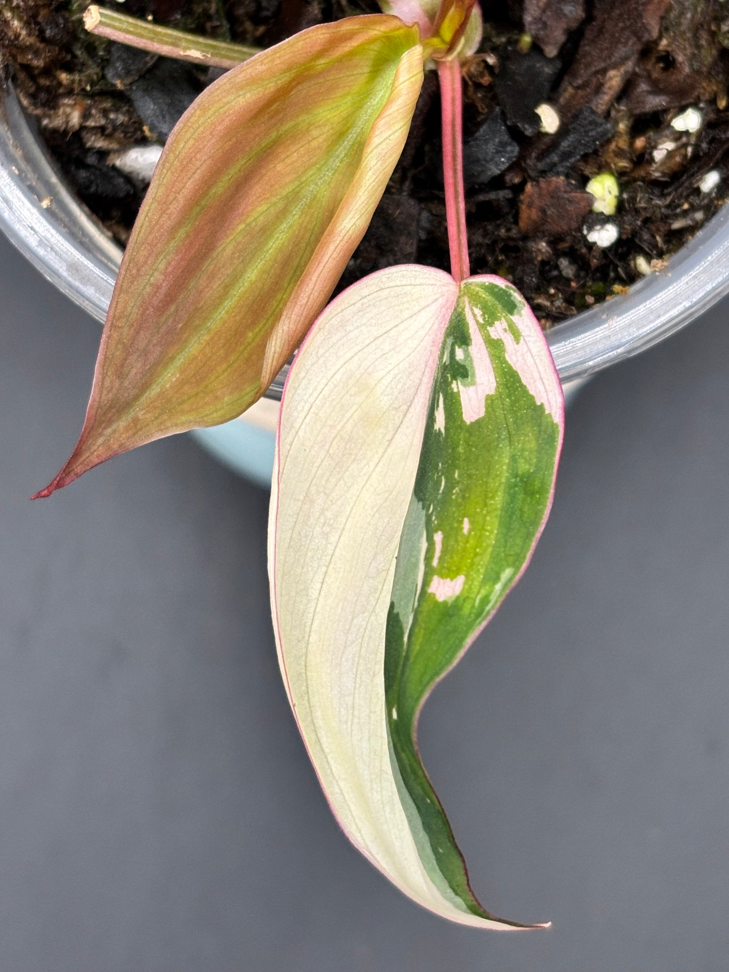 Pink Variegated Micans - Philodendron Hederaceum var. Micans Albo