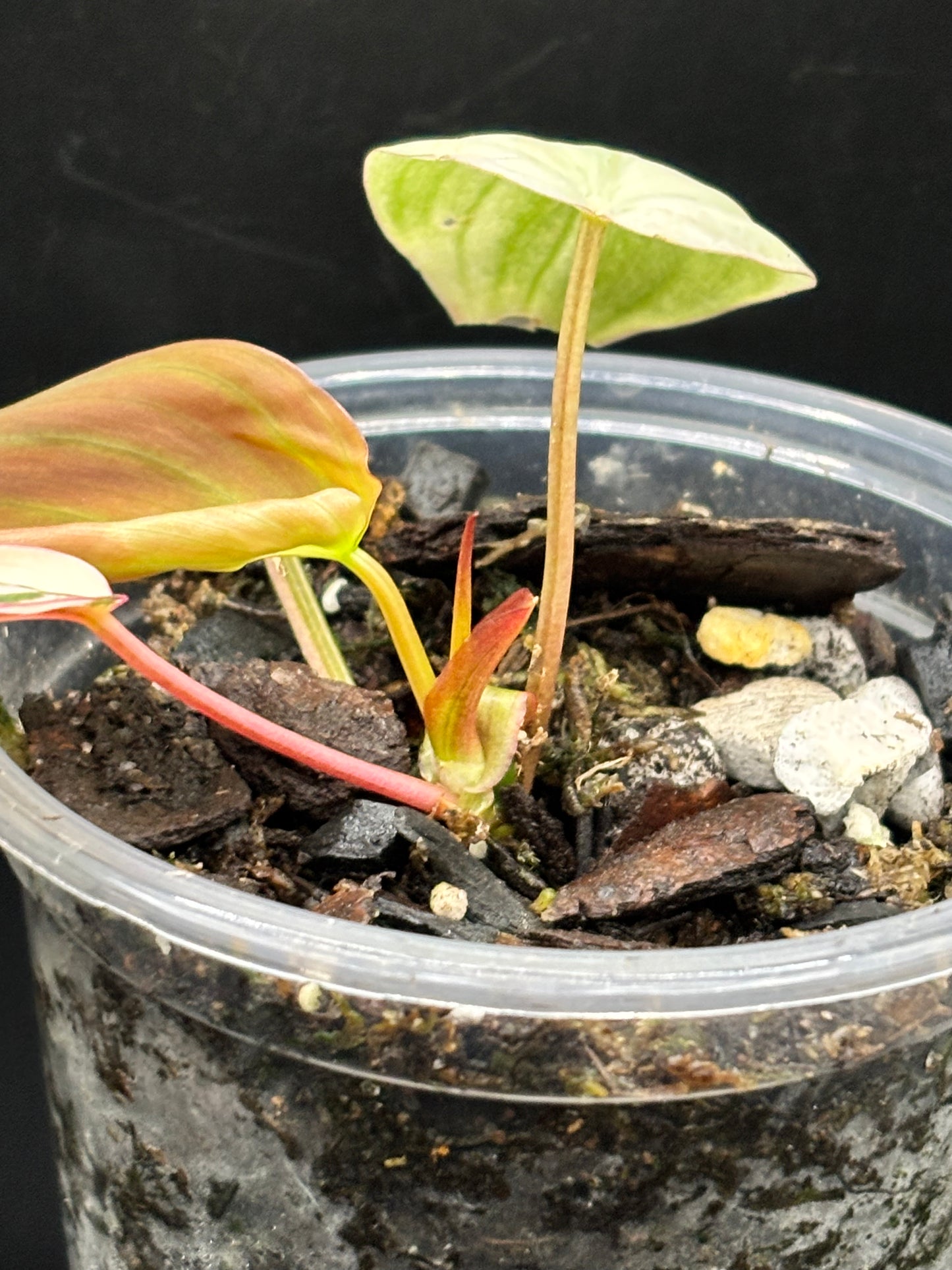 Pink Variegated Micans - Philodendron Hederaceum var. Micans Albo