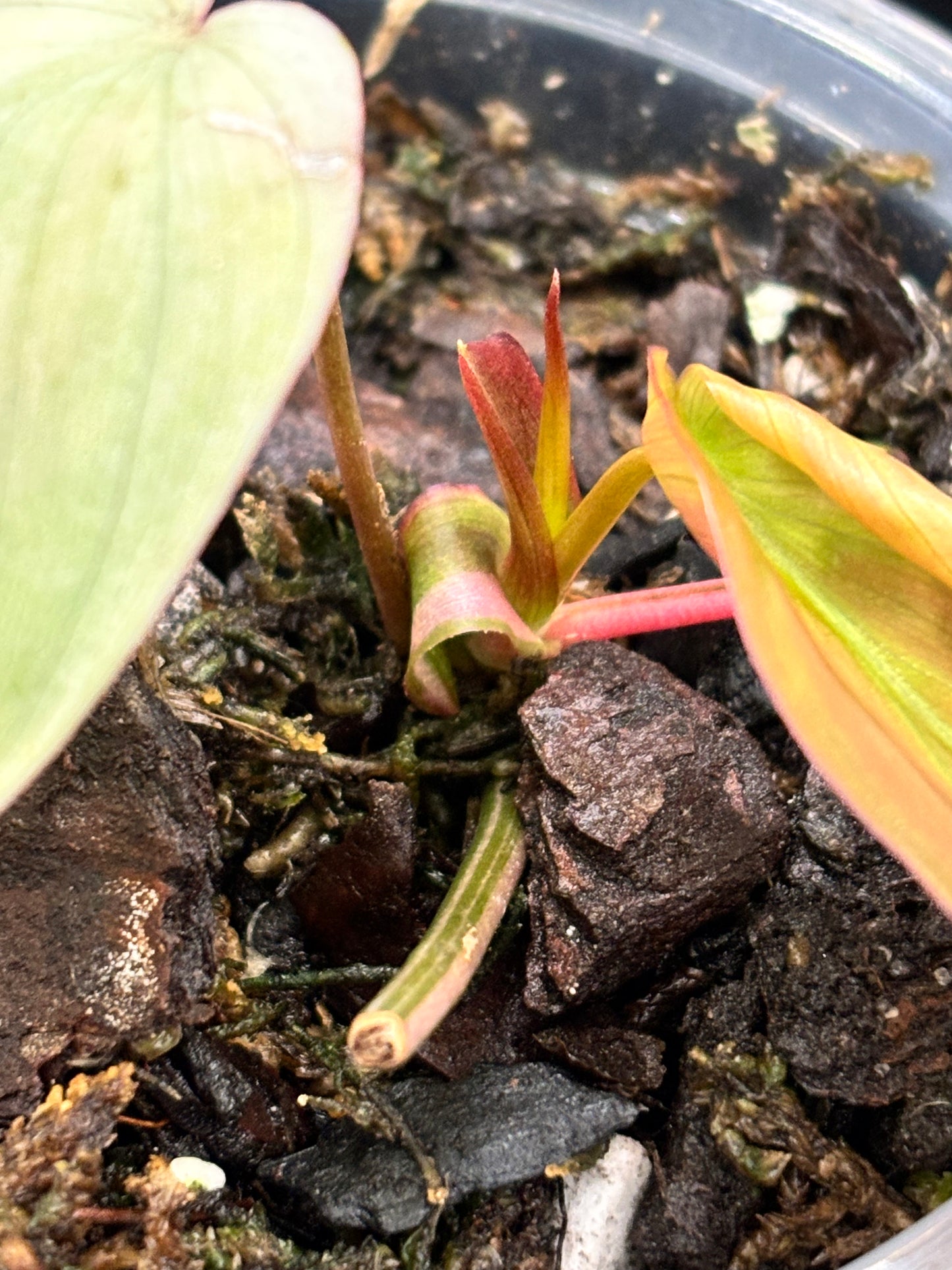 Pink Variegated Micans - Philodendron Hederaceum var. Micans Albo