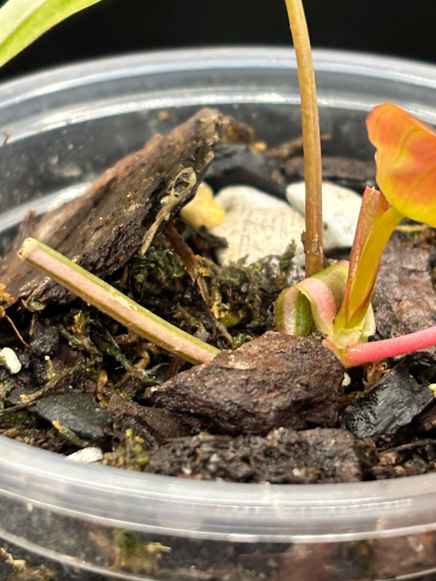 Pink Variegated Micans - Philodendron Hederaceum var. Micans Albo