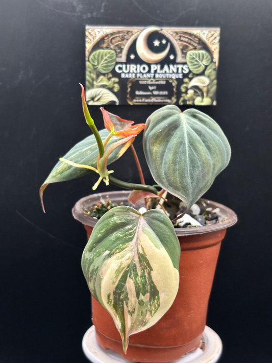 Philodendron Micans Aurea