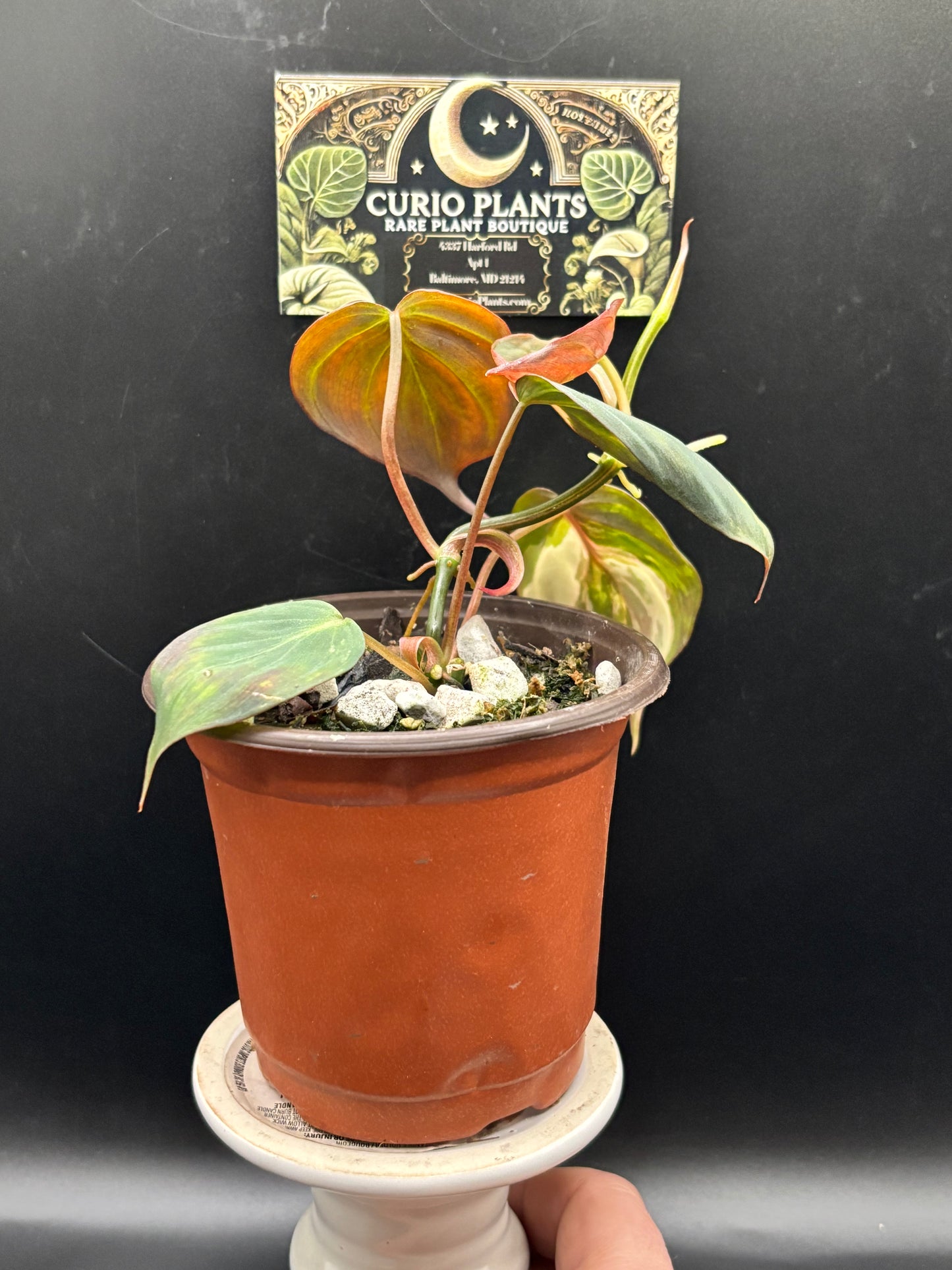 Philodendron Micans Aurea