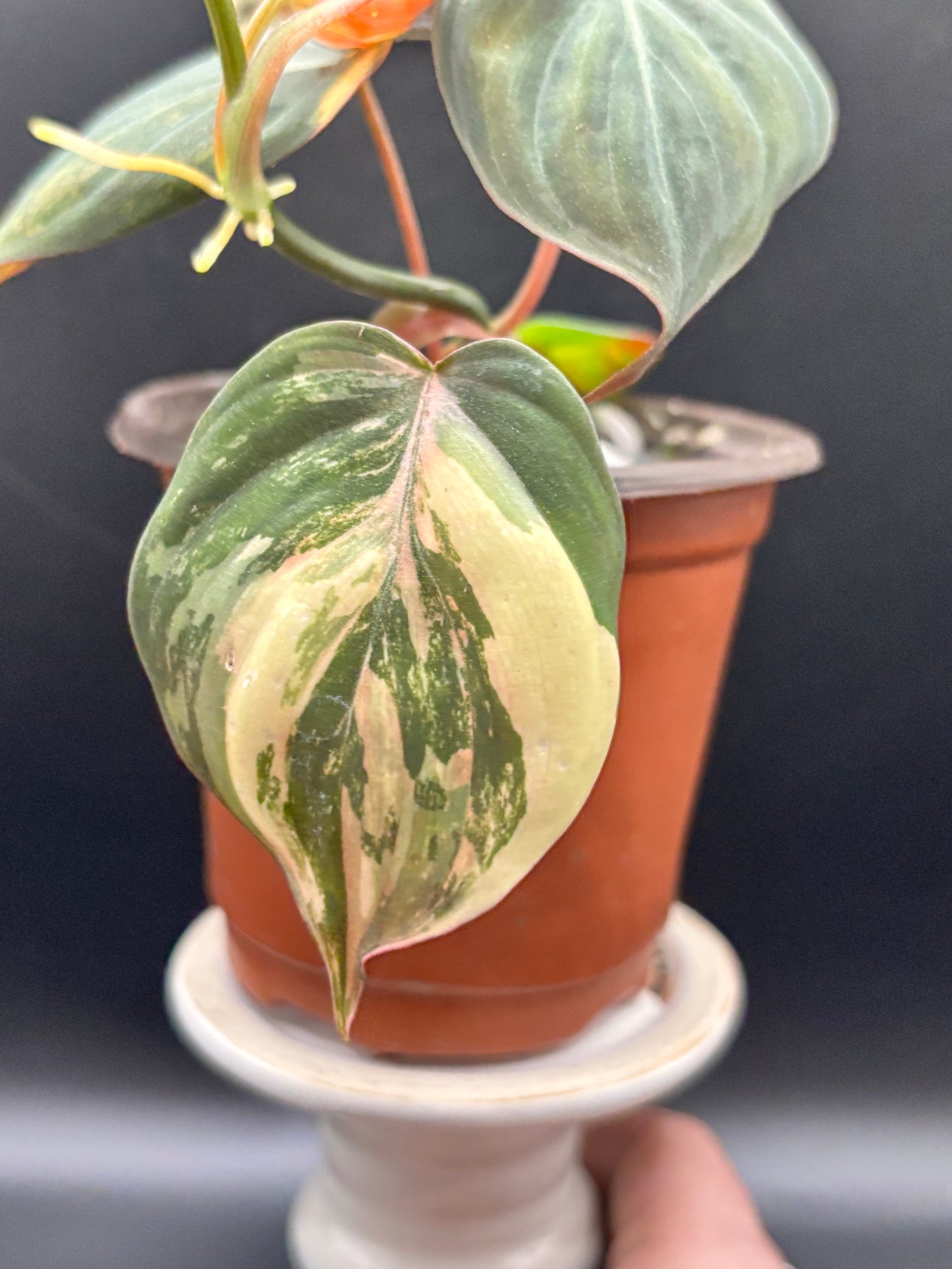 Philodendron Micans Aurea