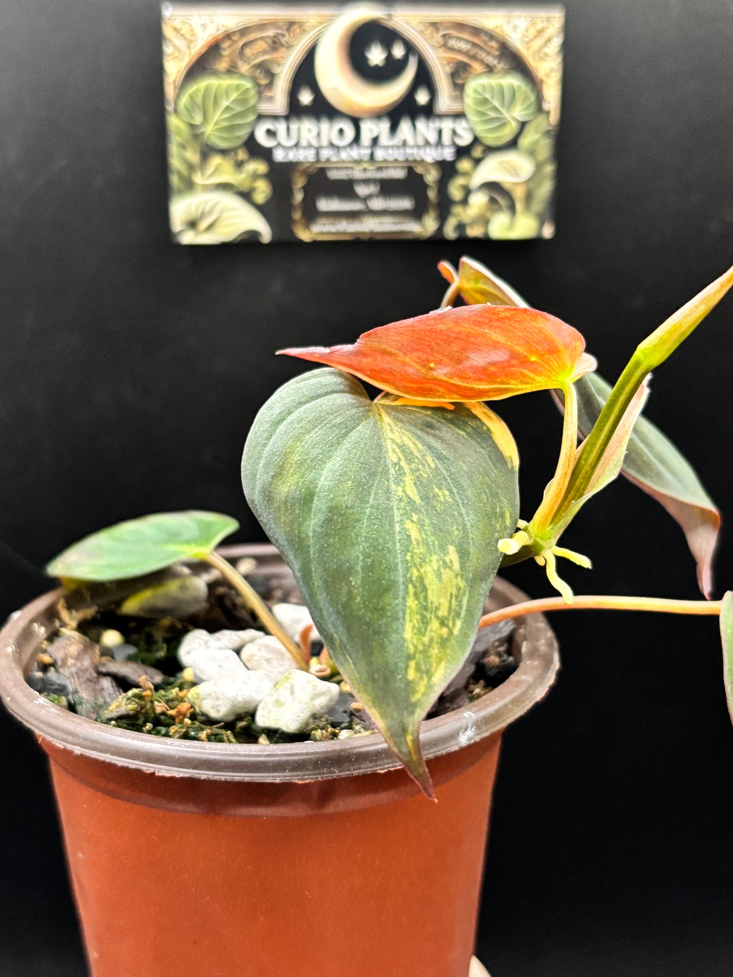 Philodendron Micans Aurea