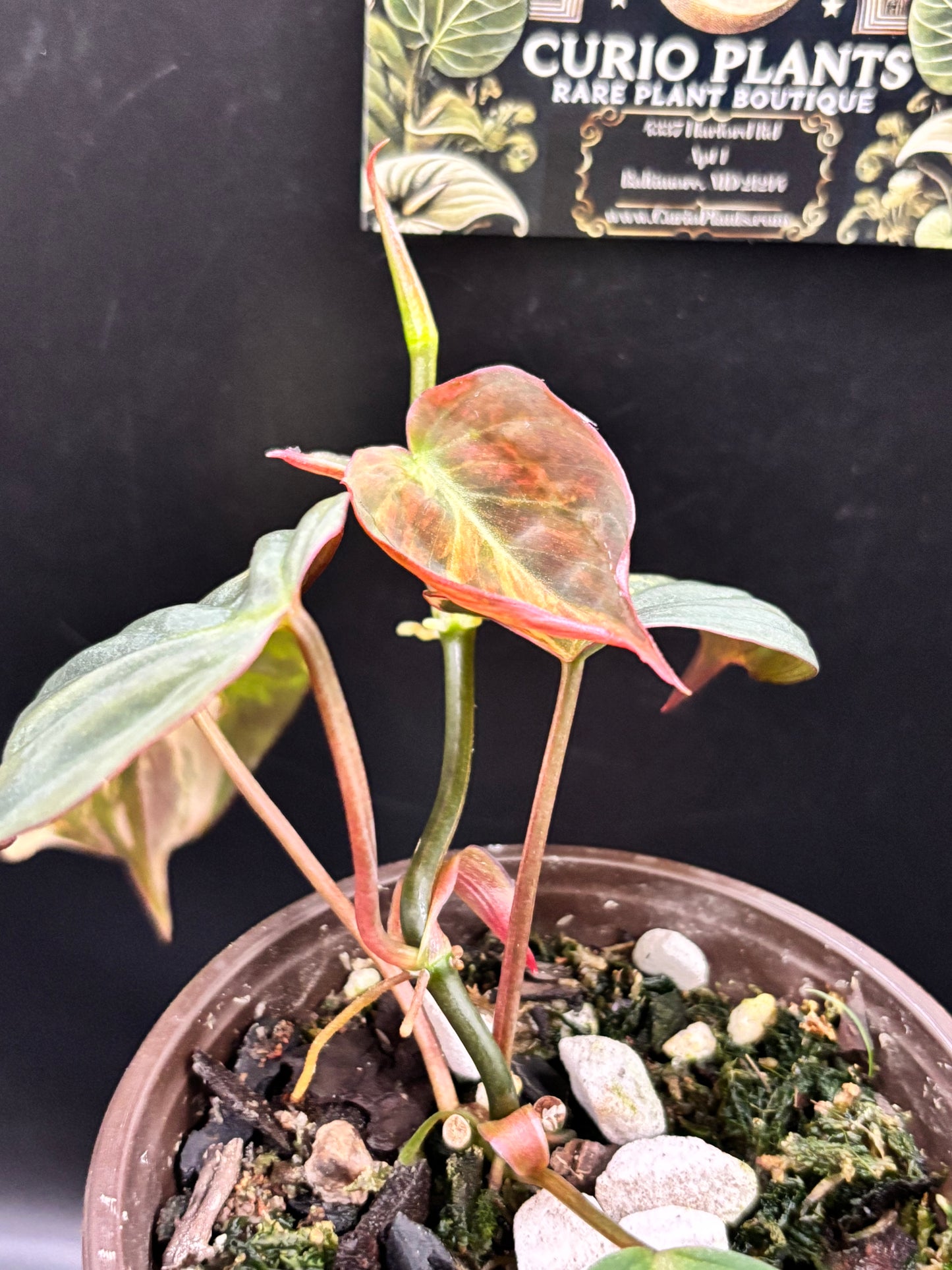 Philodendron Micans Aurea