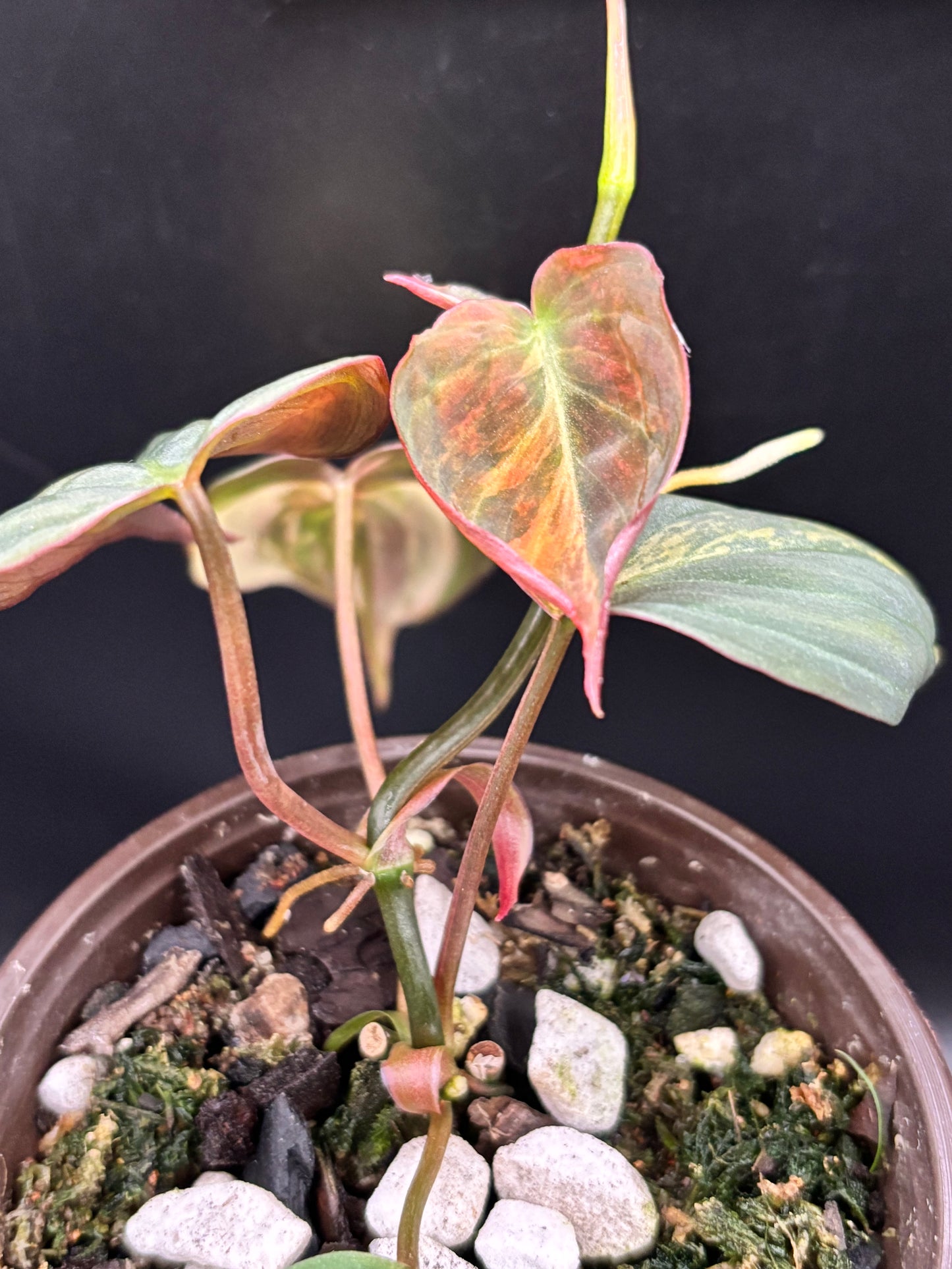 Philodendron Micans Aurea