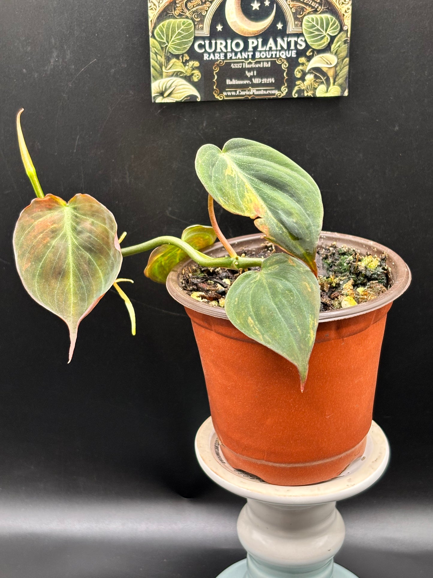 Philodendron Micans Aurea