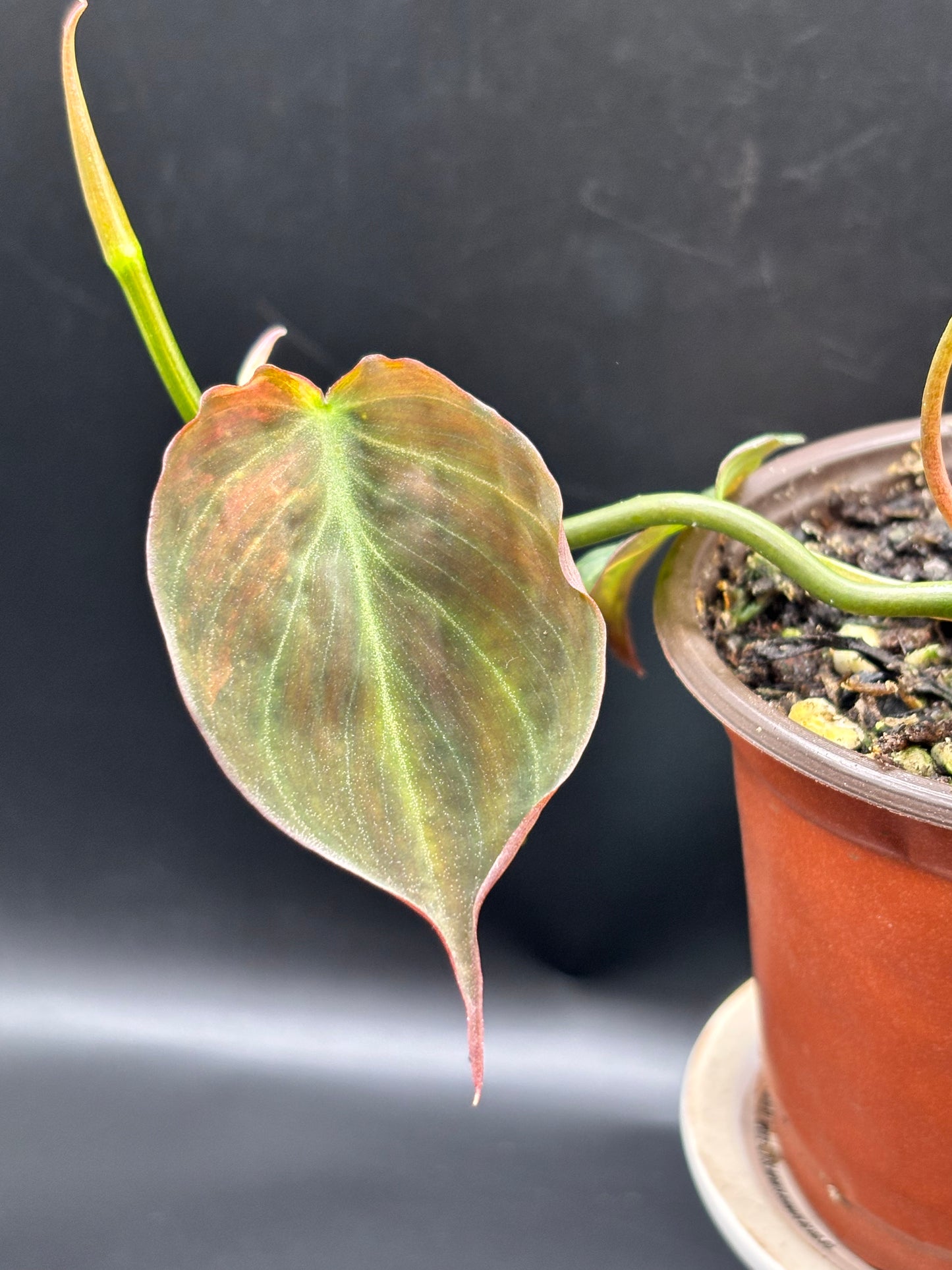 Philodendron Micans Aurea