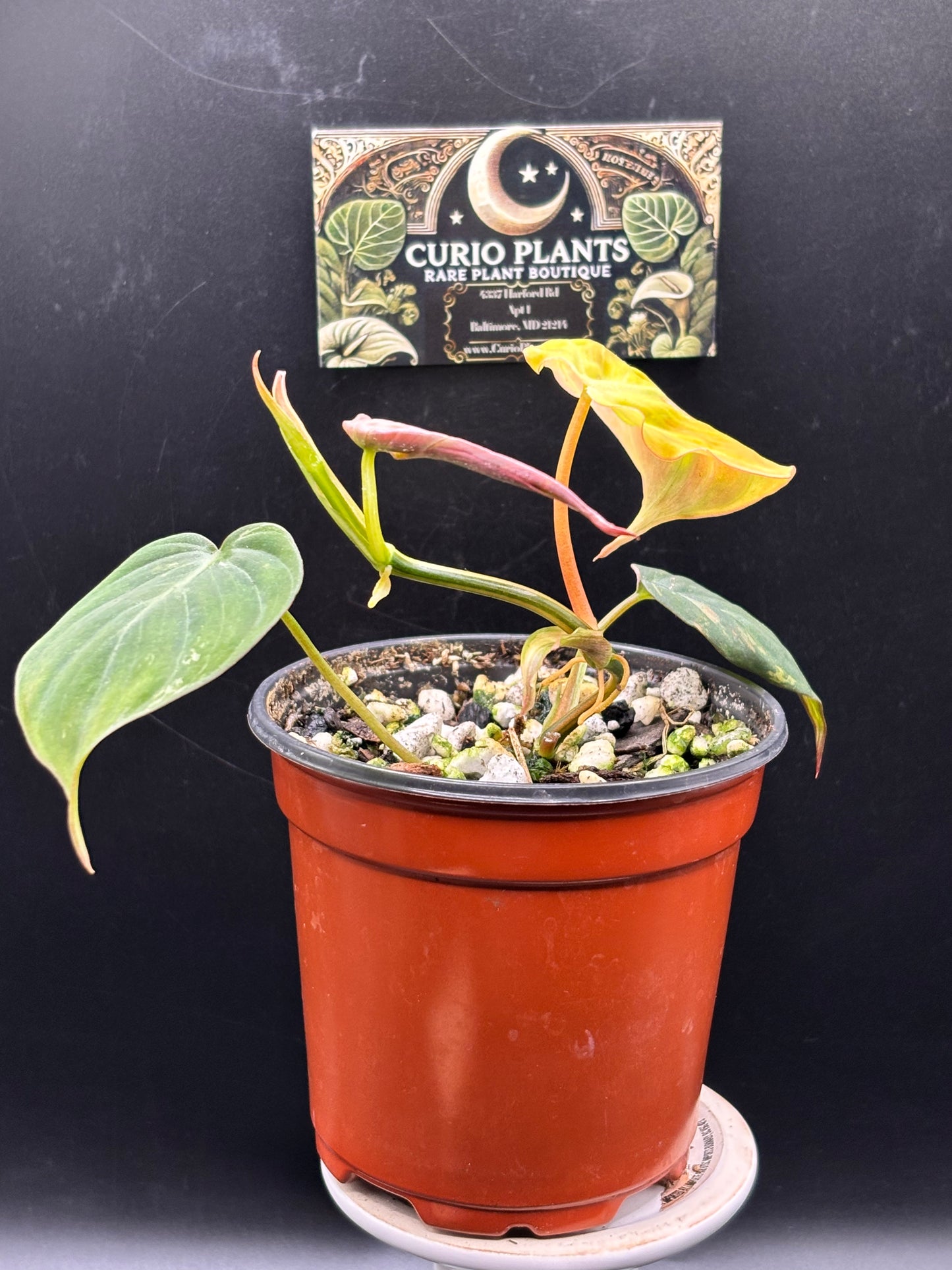 Philodendron Micans Aurea