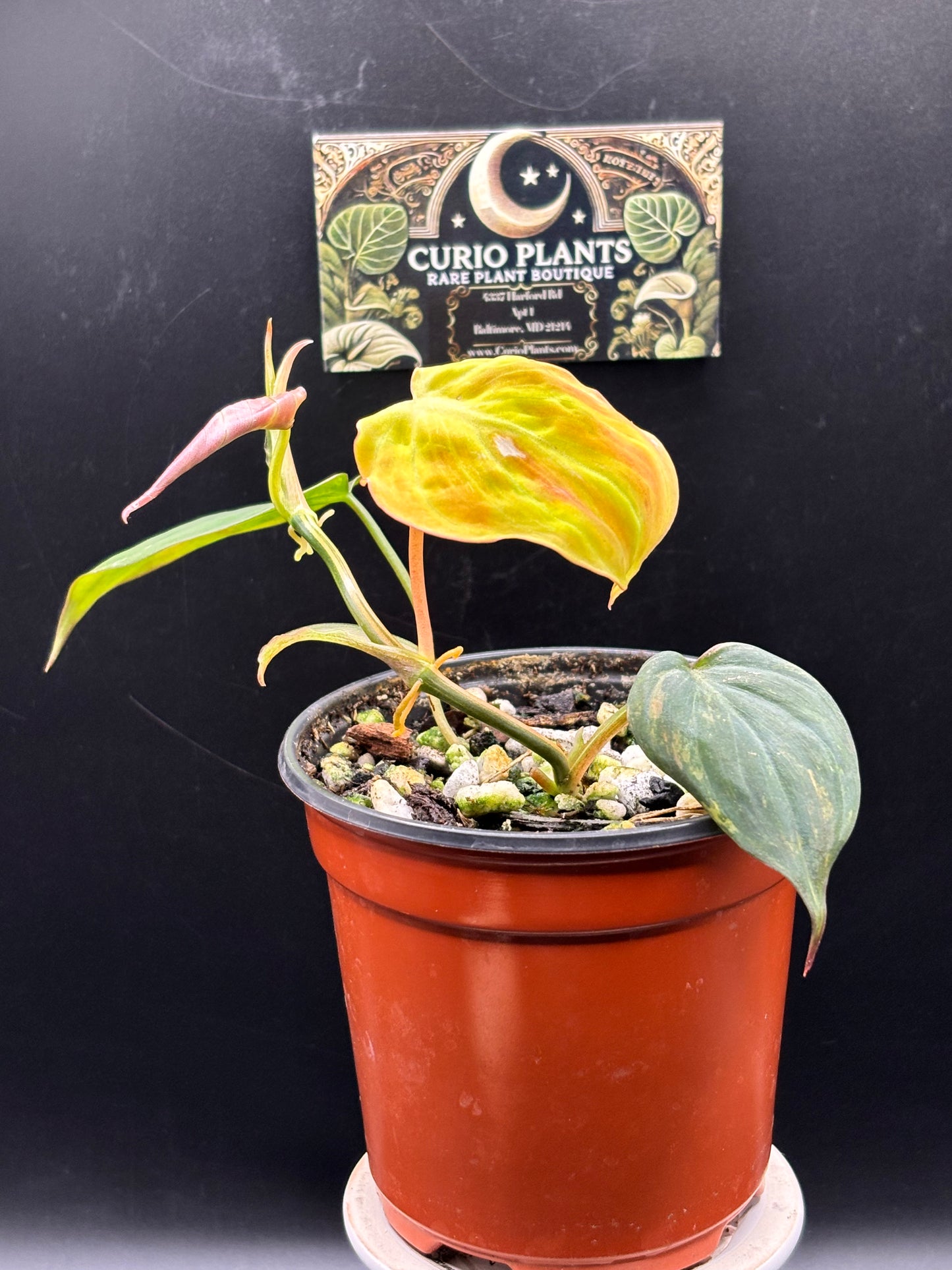 Philodendron Micans Aurea