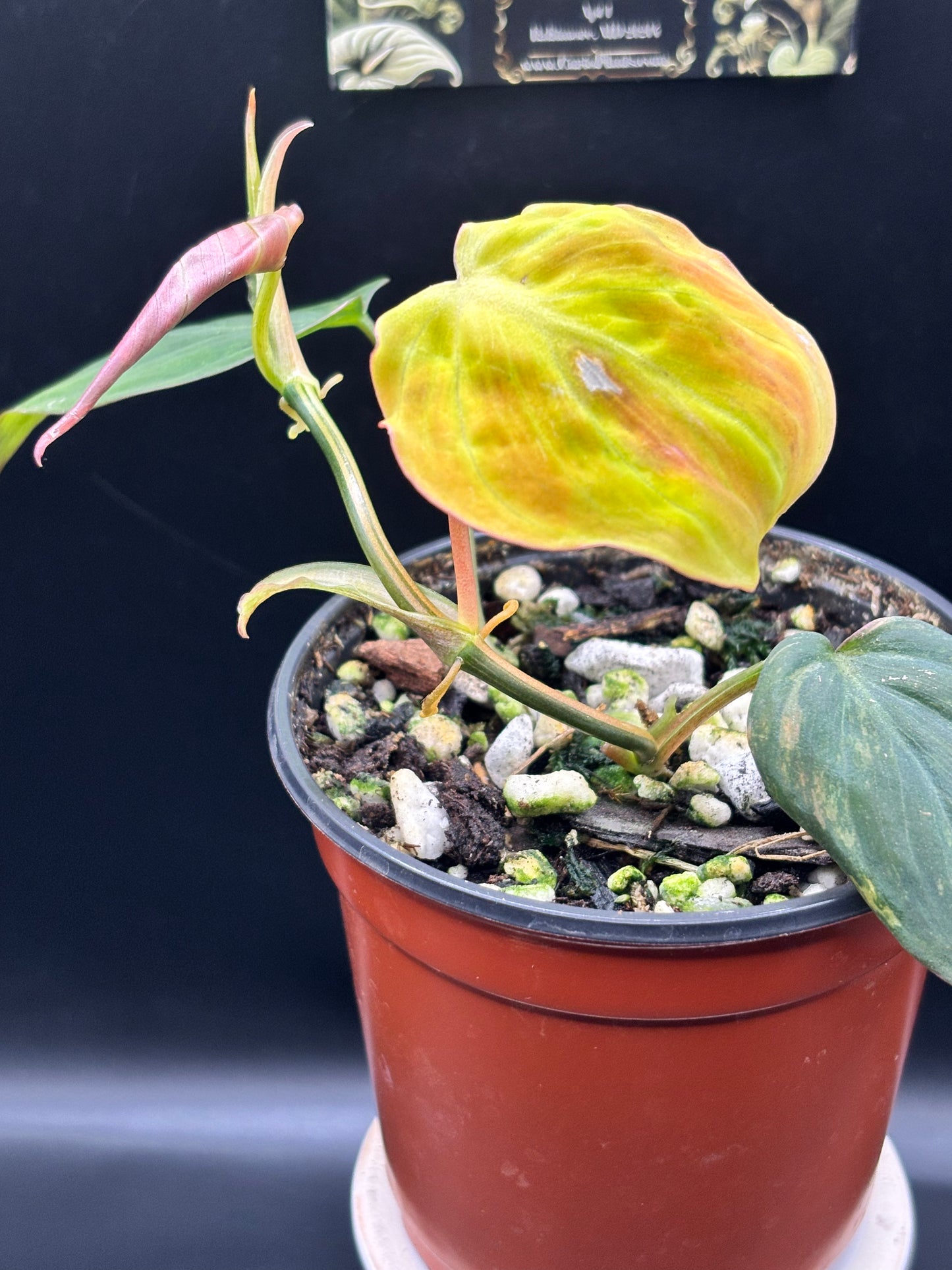 Philodendron Micans Aurea