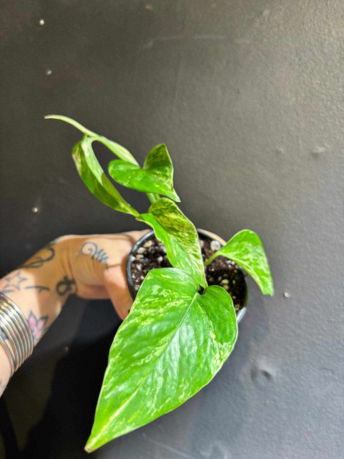 Pothos Marble Queen