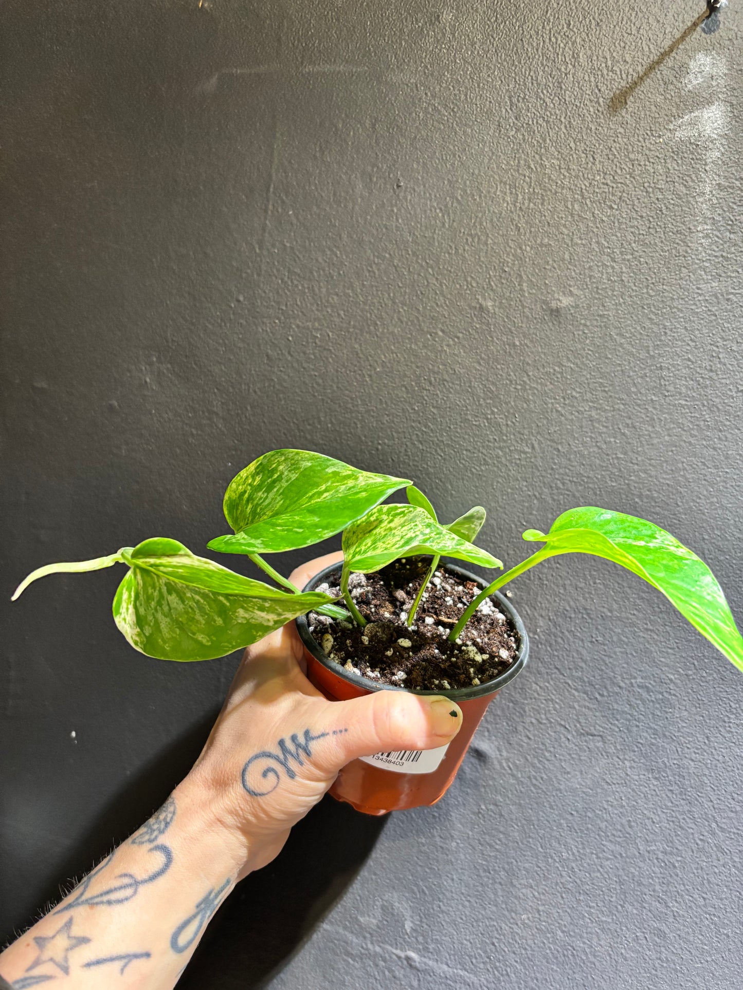 Pothos Marble Queen