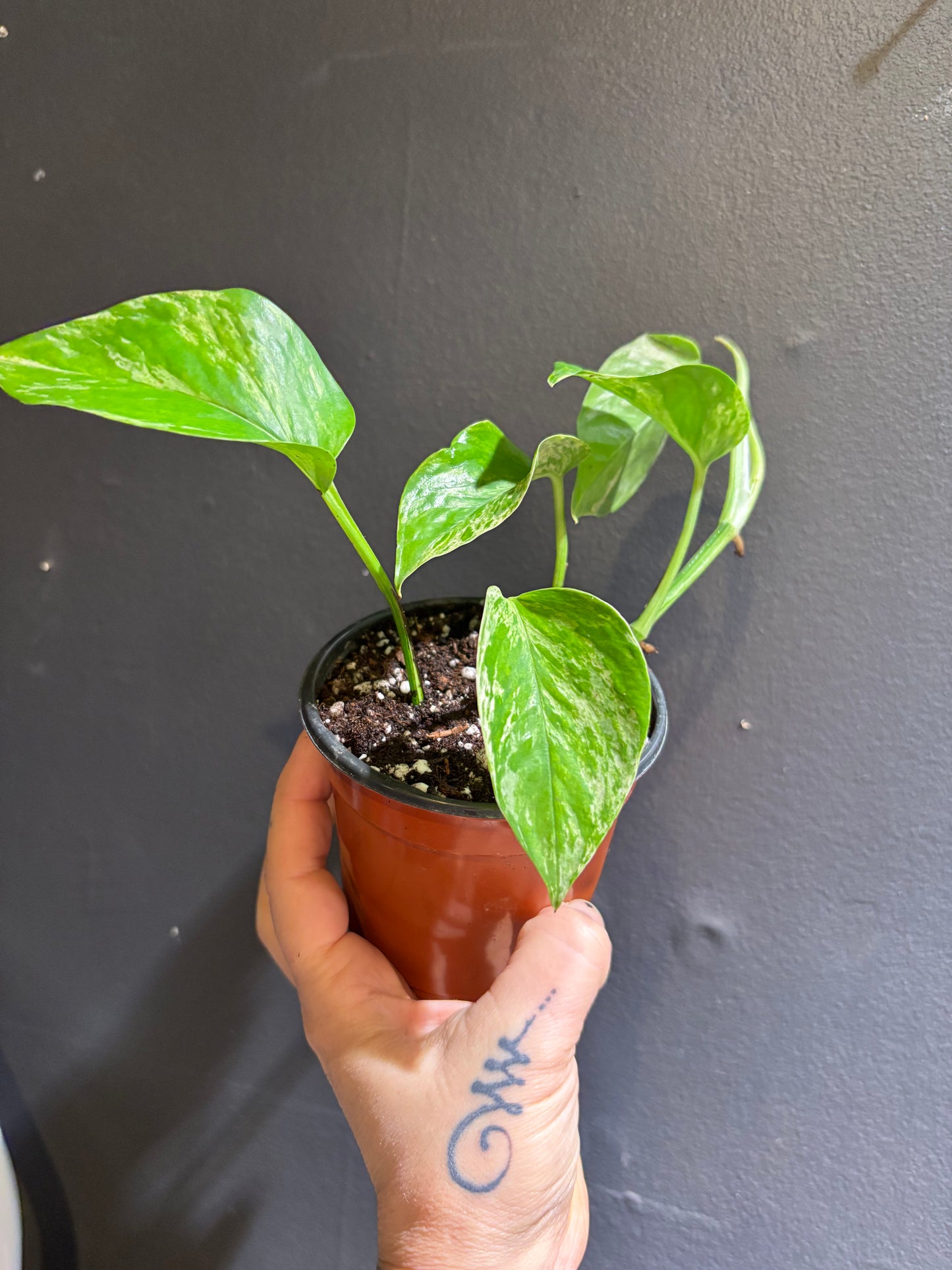 Pothos Marble Queen