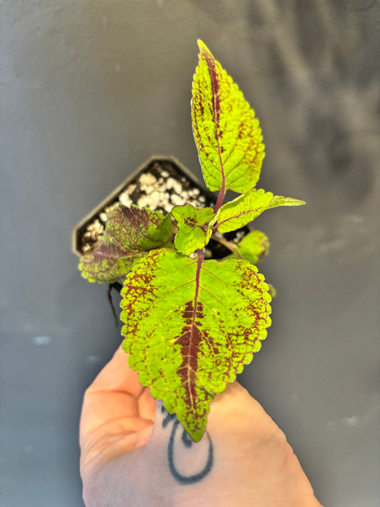 Coleus Tapestry